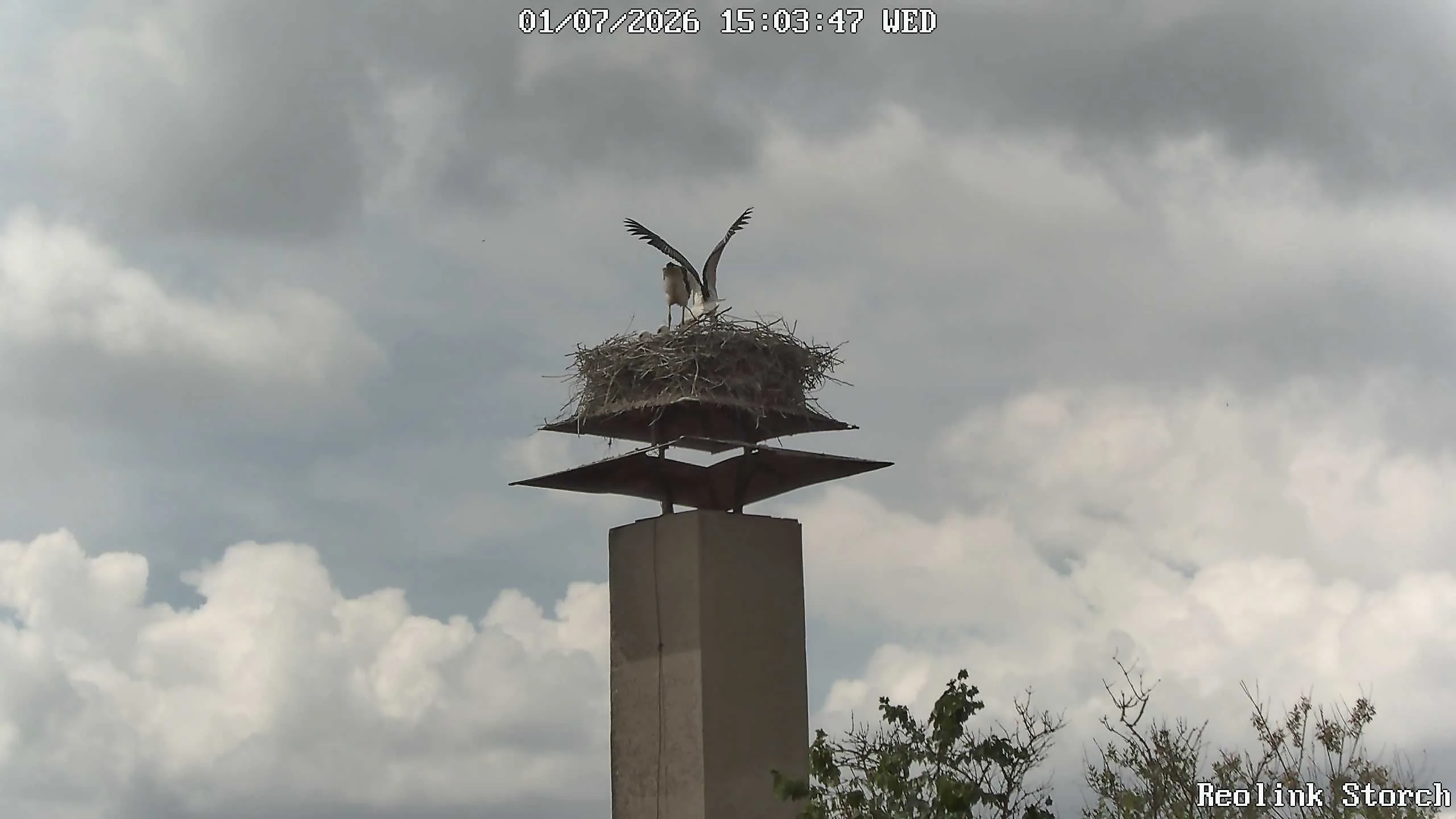 Storchencam Bild