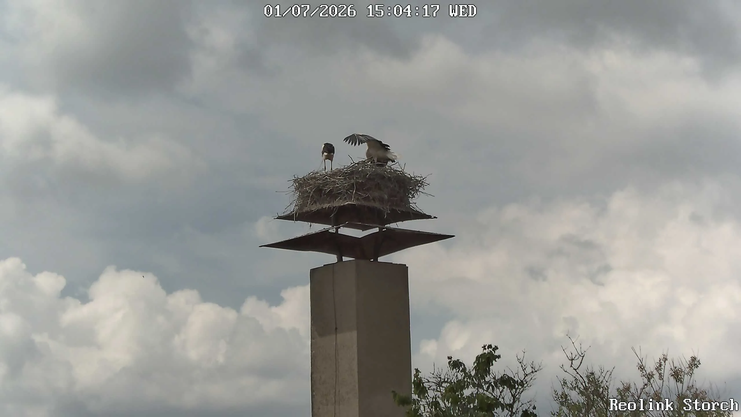 Storchencam Bild