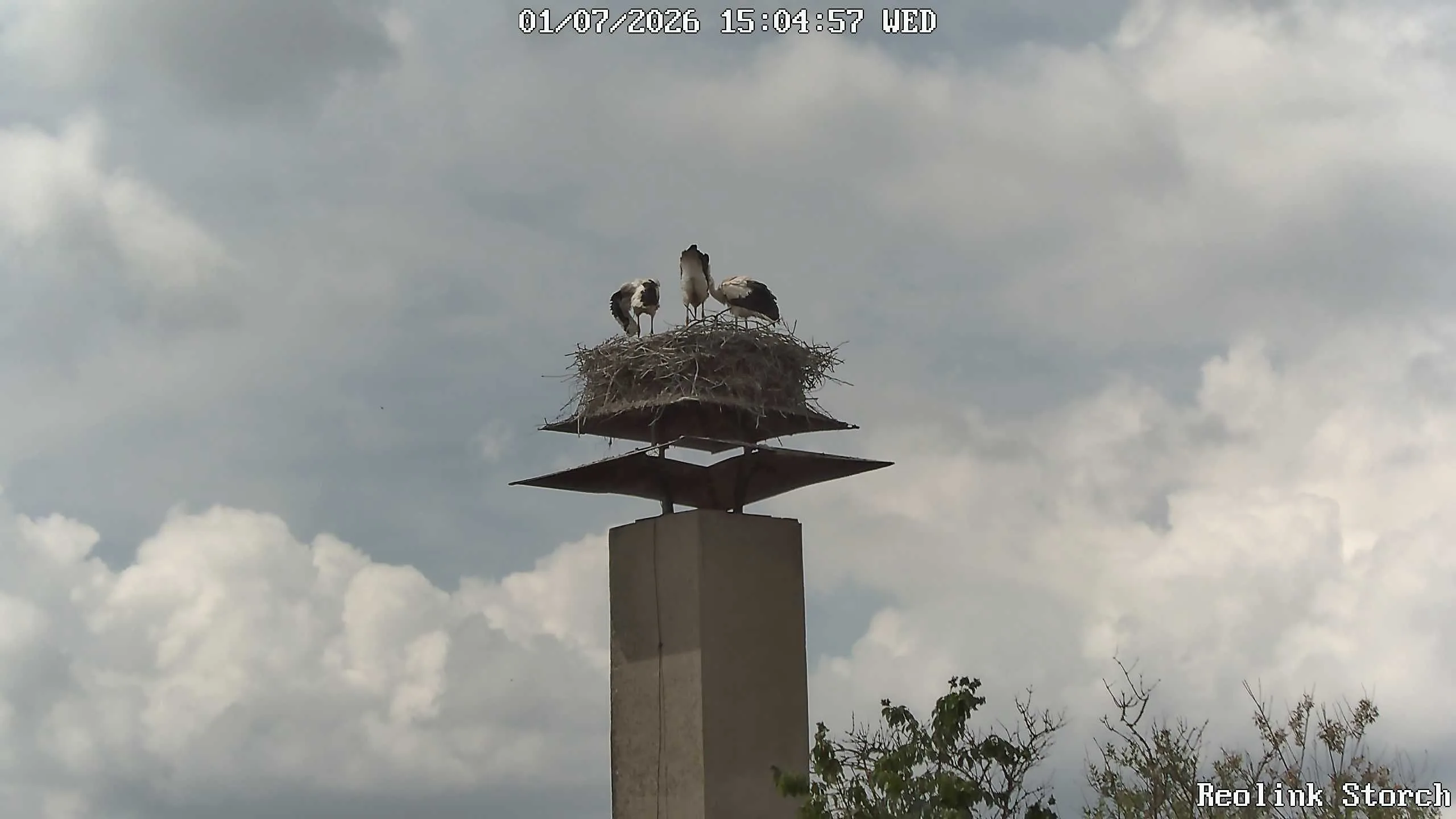 Storchencam Bild
