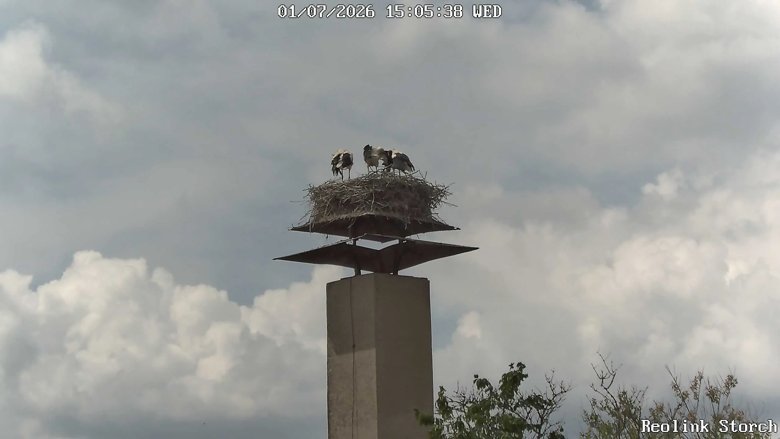 Storchencam Bild