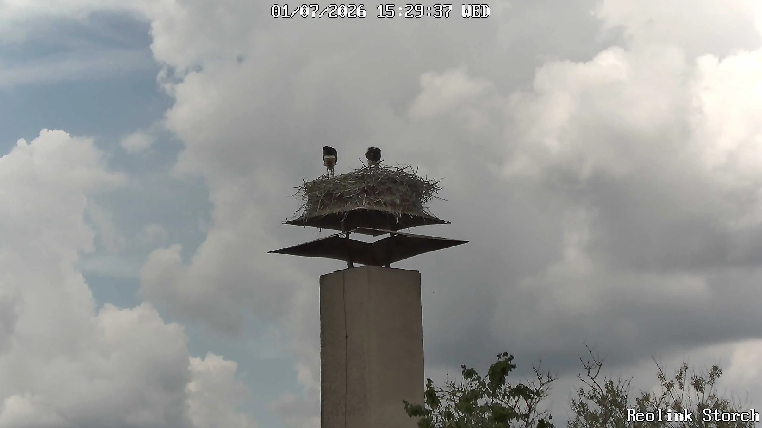Storchencam Bild