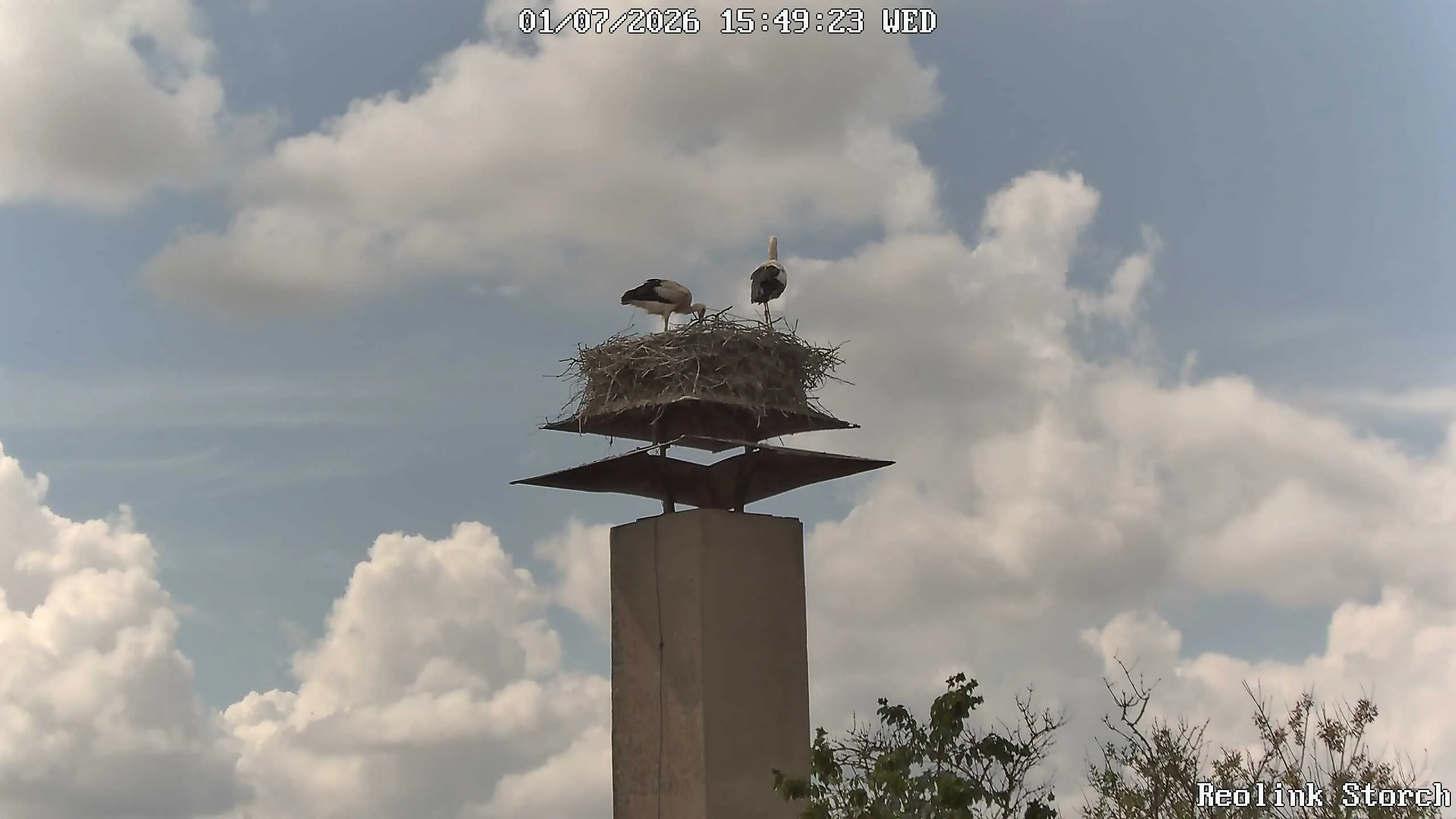 Storchencam Bild
