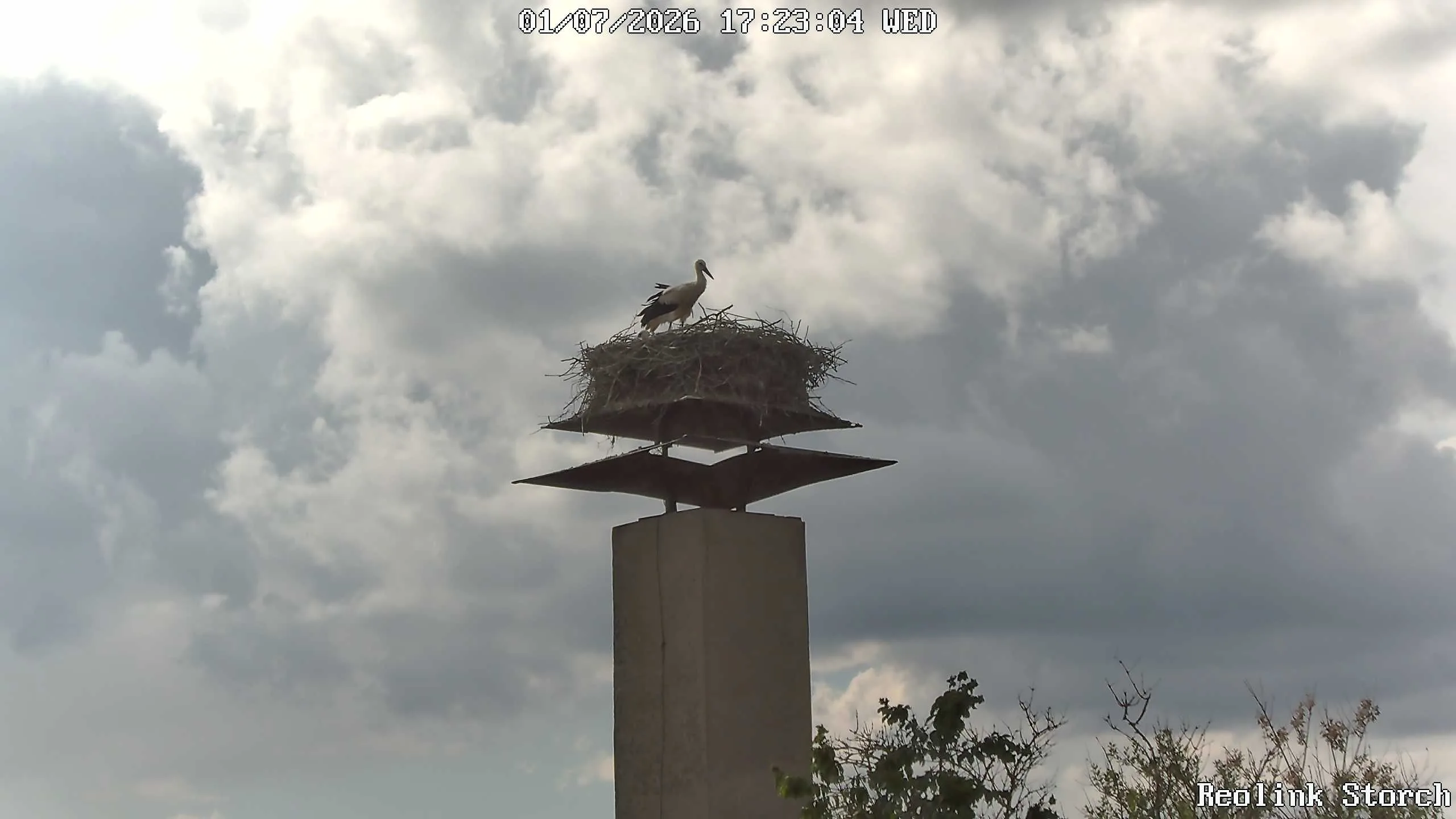 Storchencam Bild