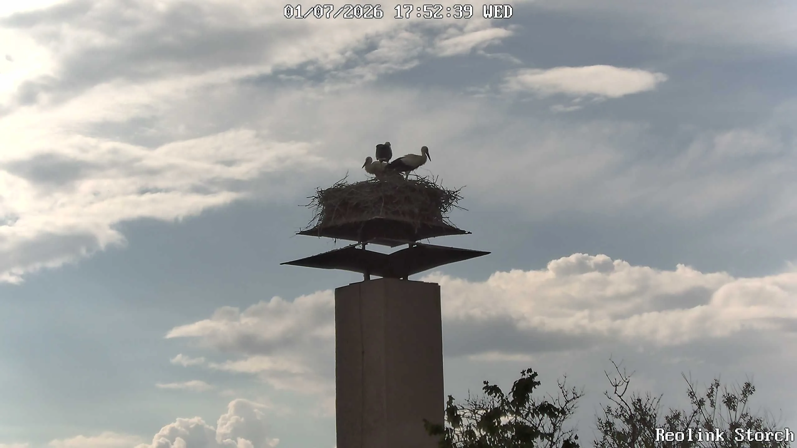 Storchencam Bild