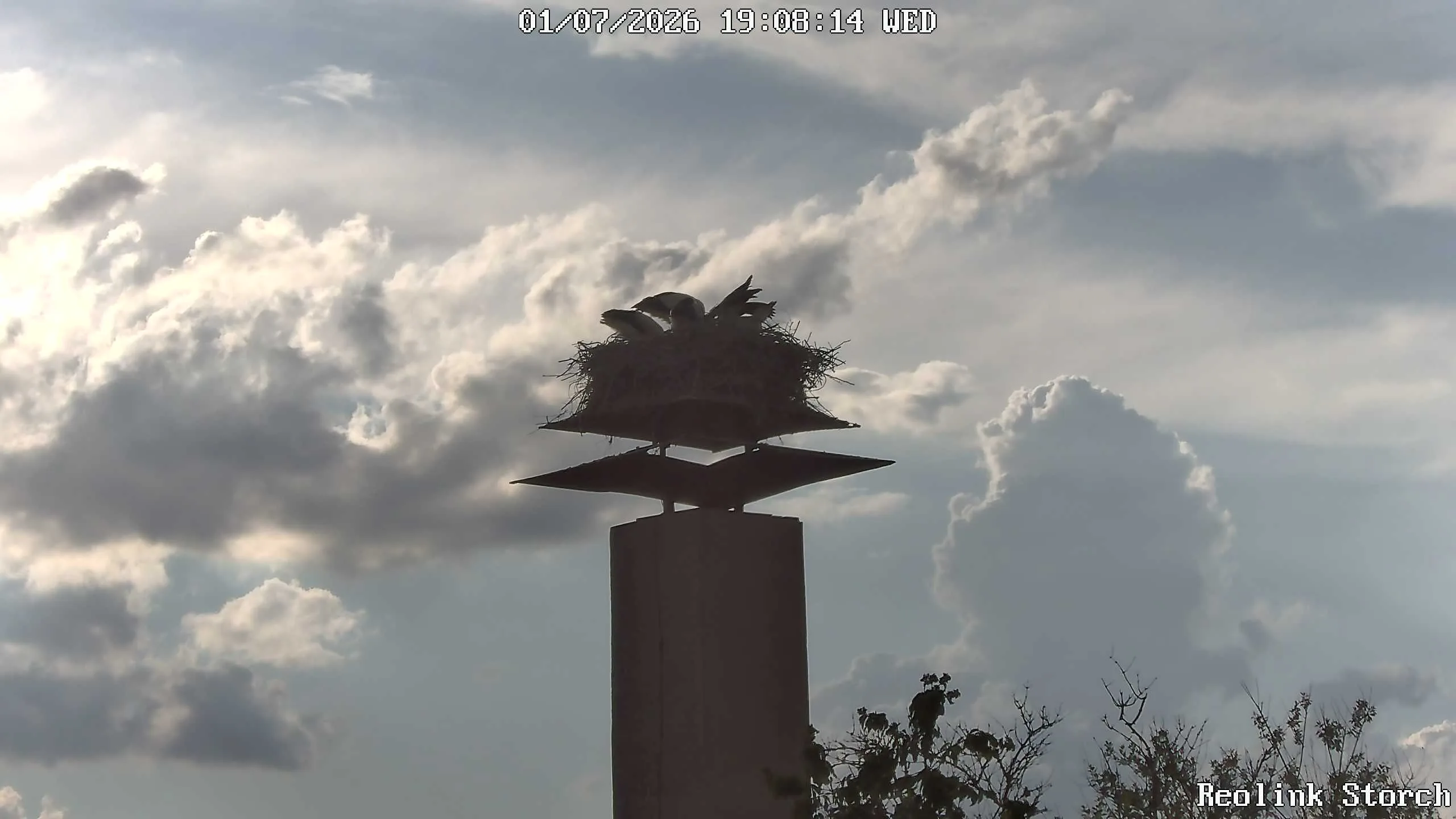Storchencam Bild