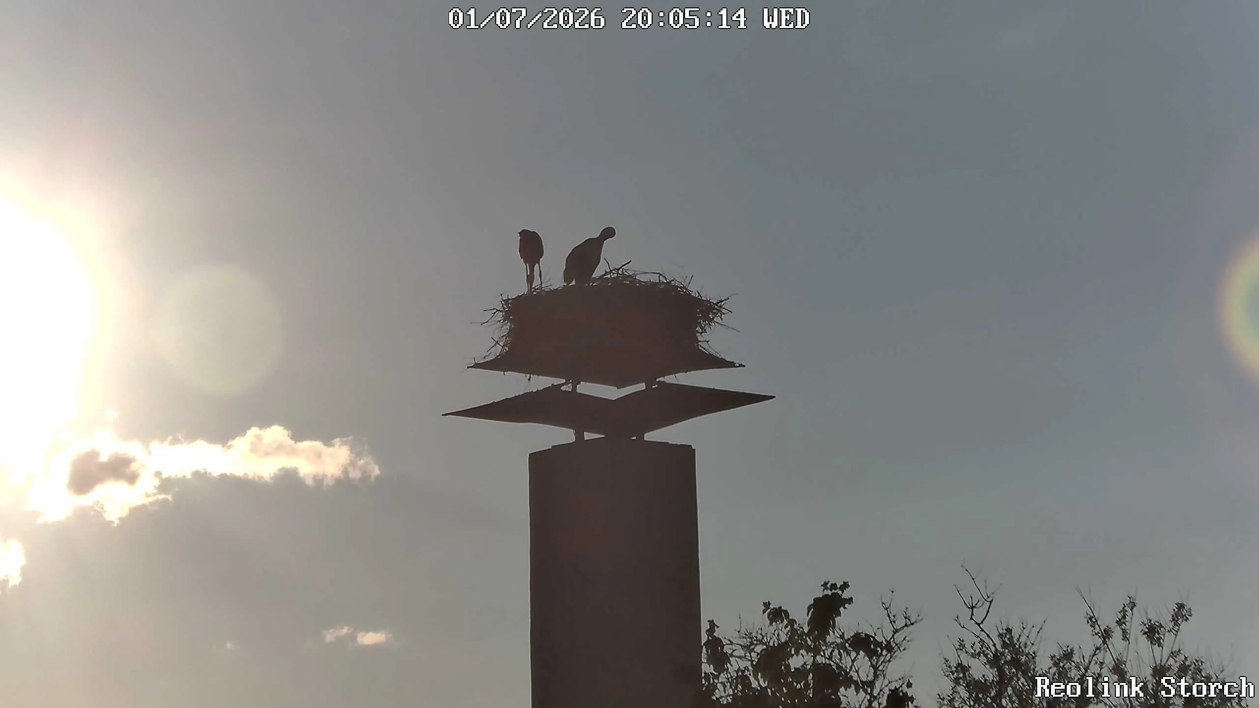 Storchencam Bild