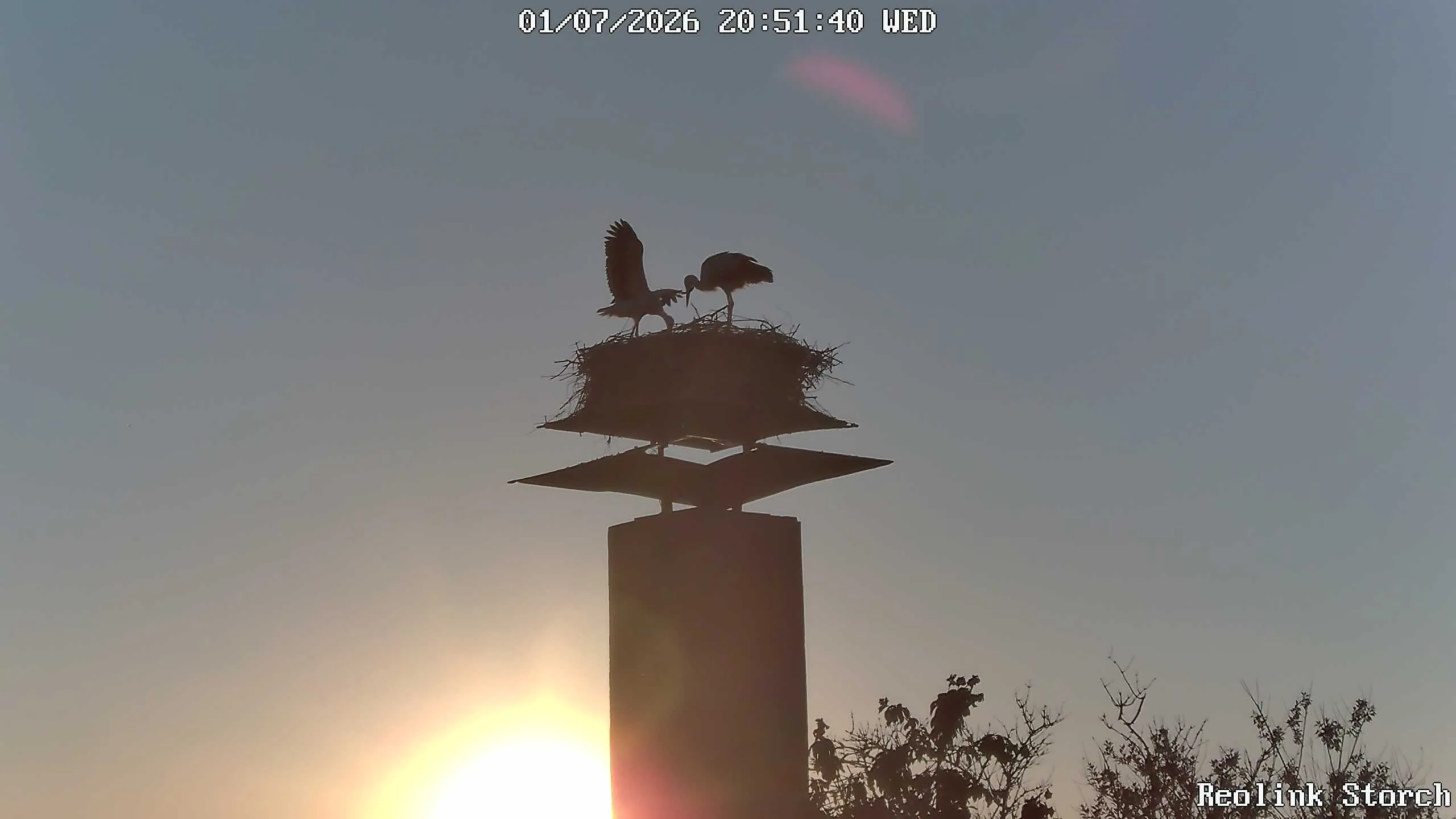 Storchencam Bild