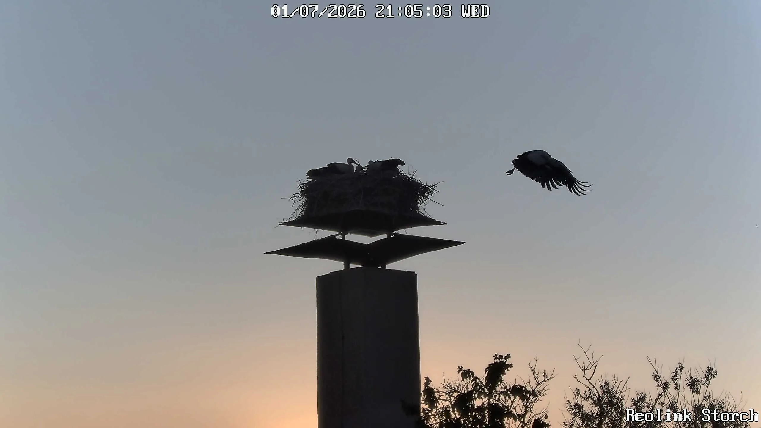 Storchencam Bild
