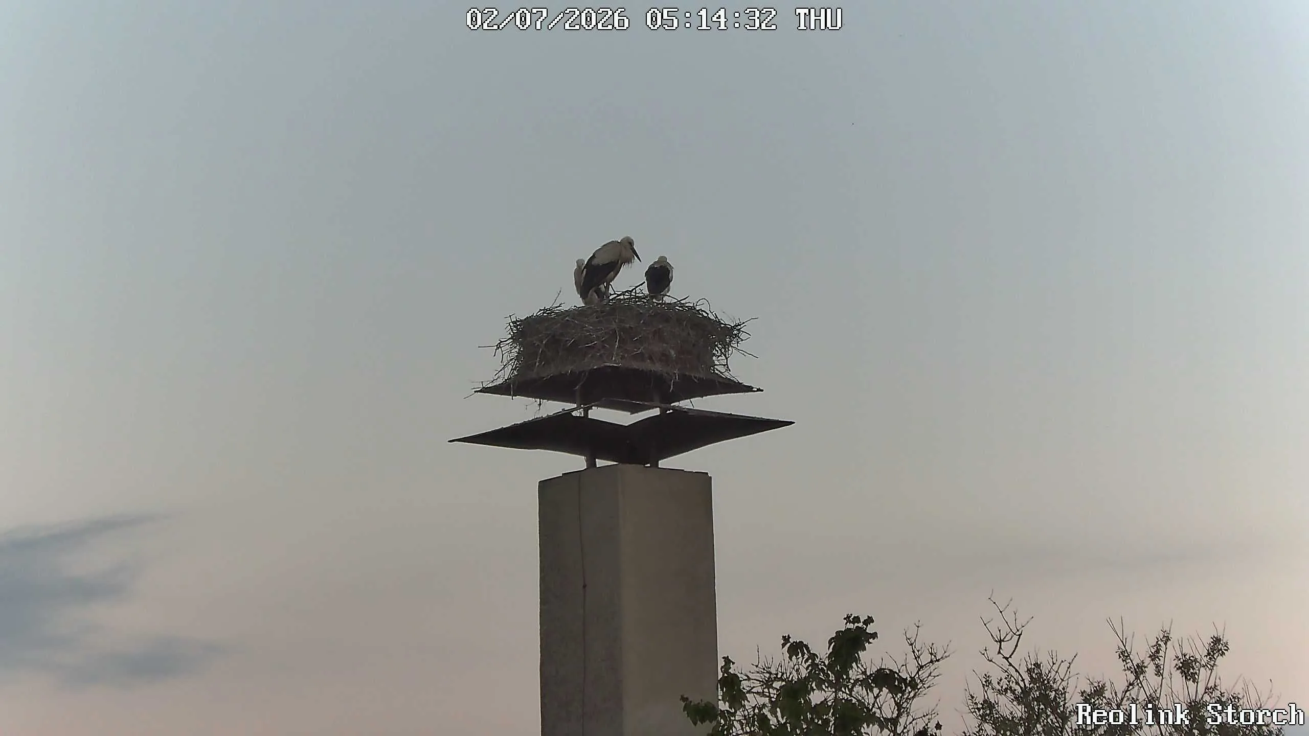 Storchencam Bild