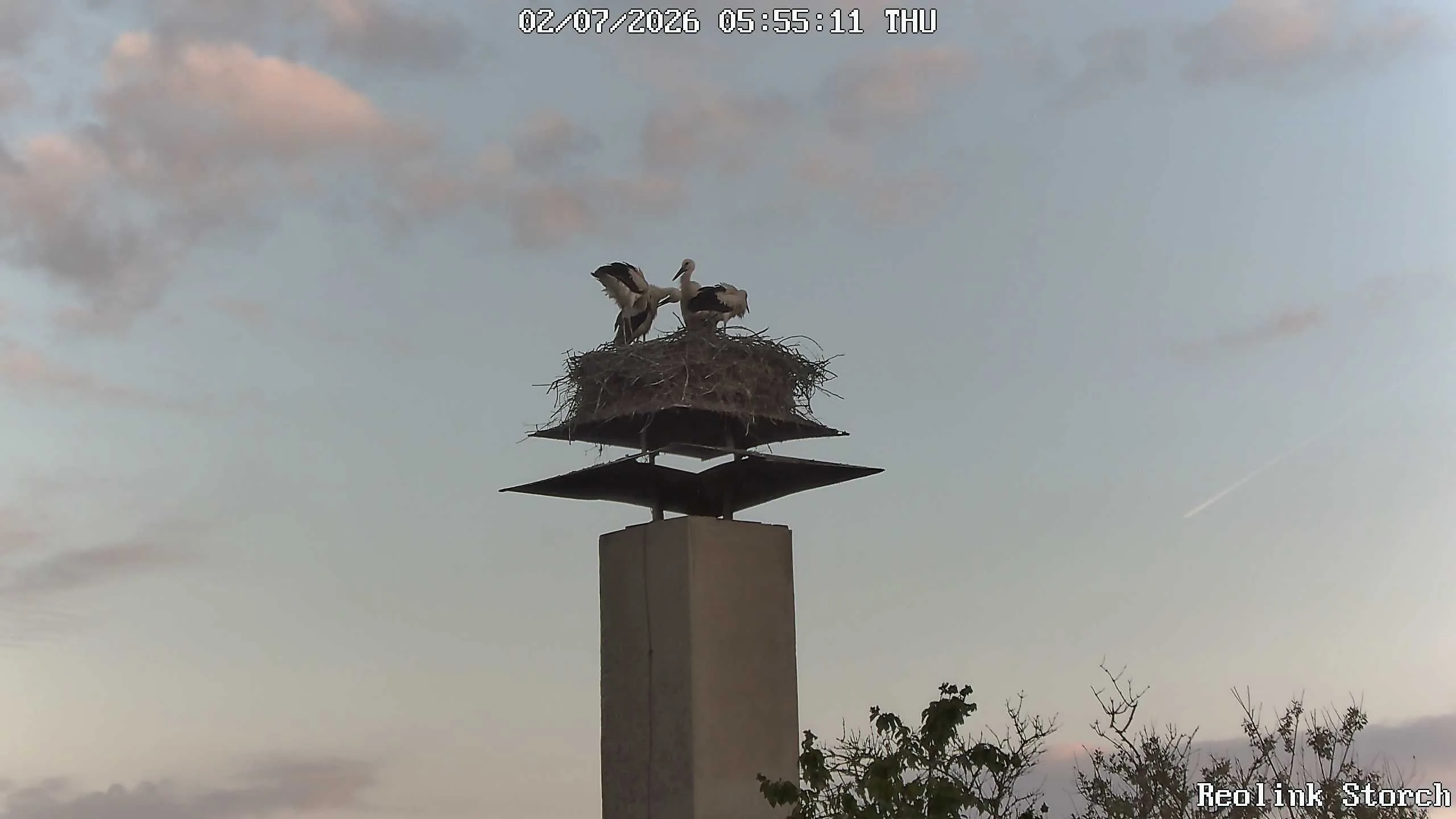 Storchencam Bild