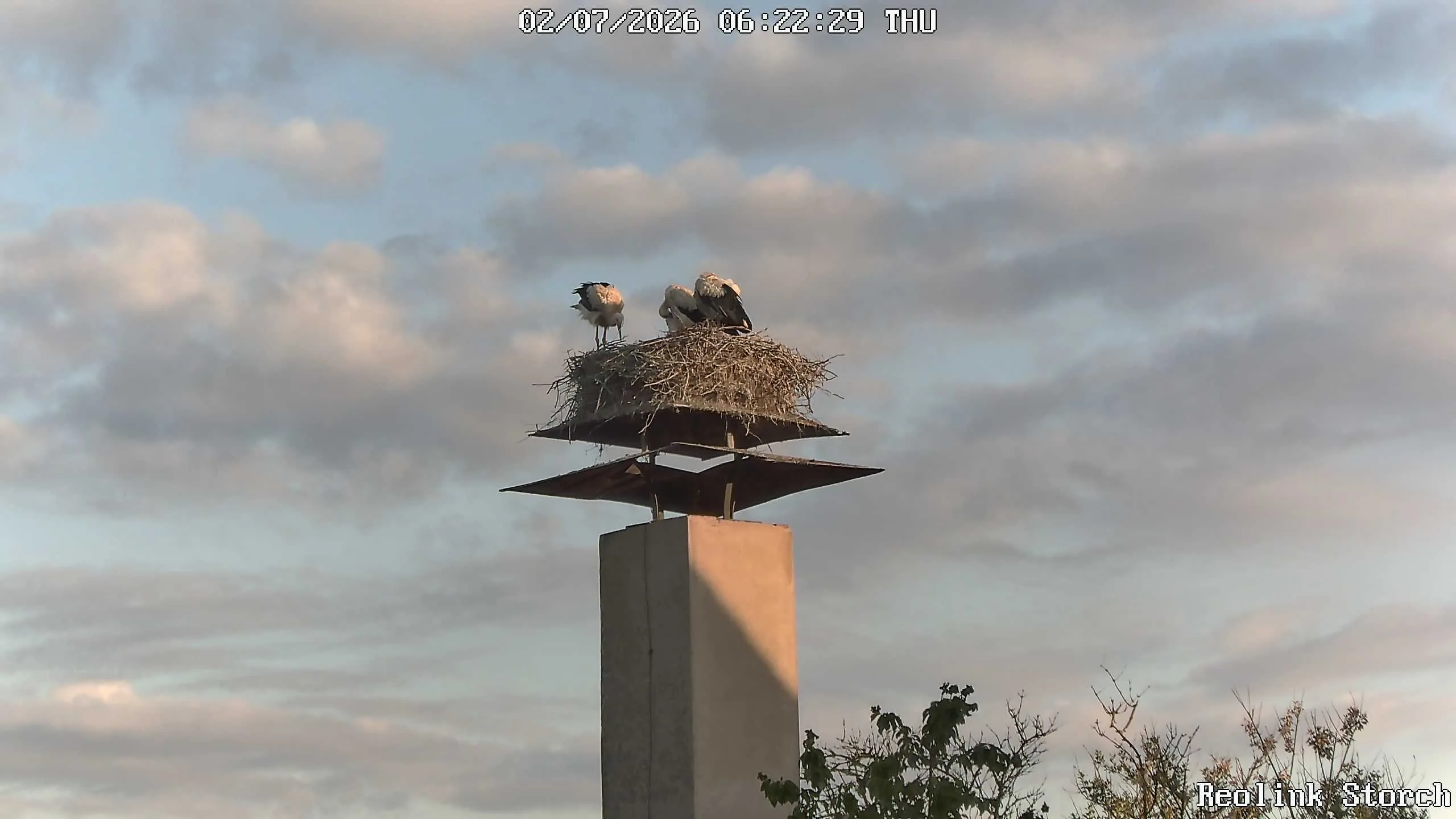 Storchencam Bild