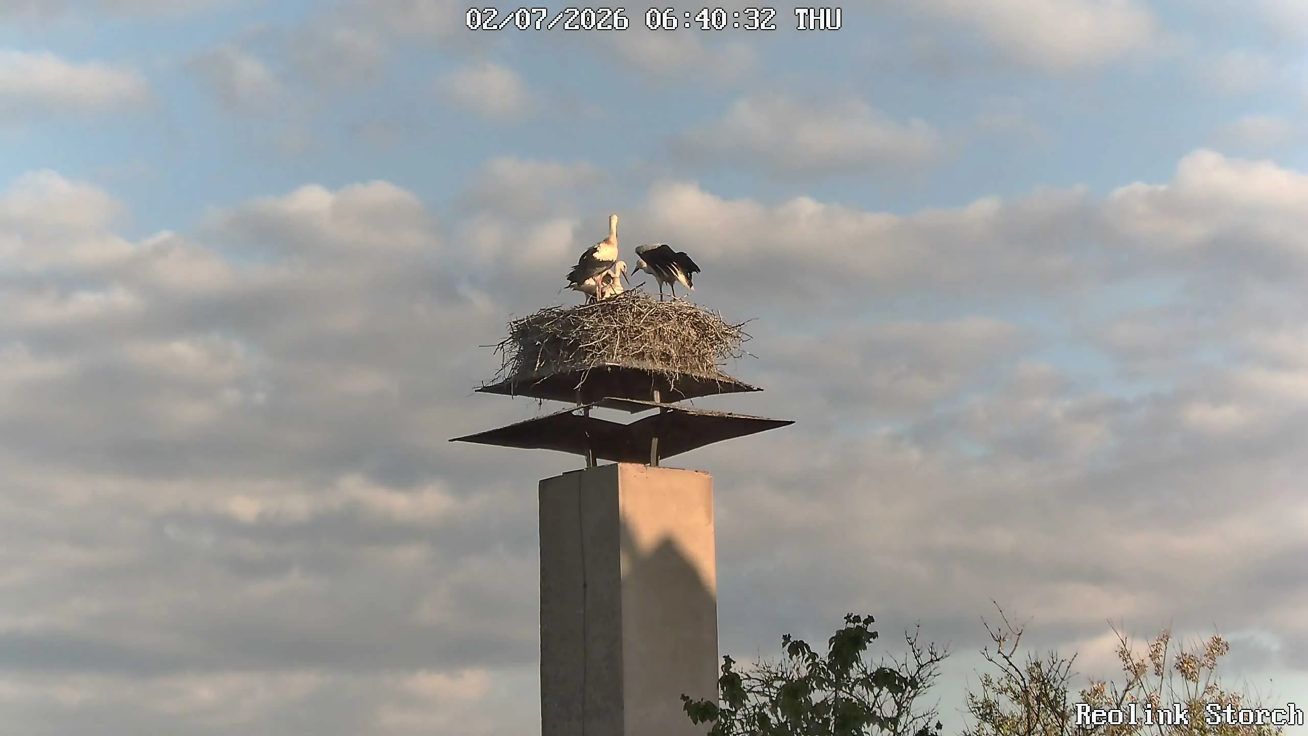 Storchencam Bild
