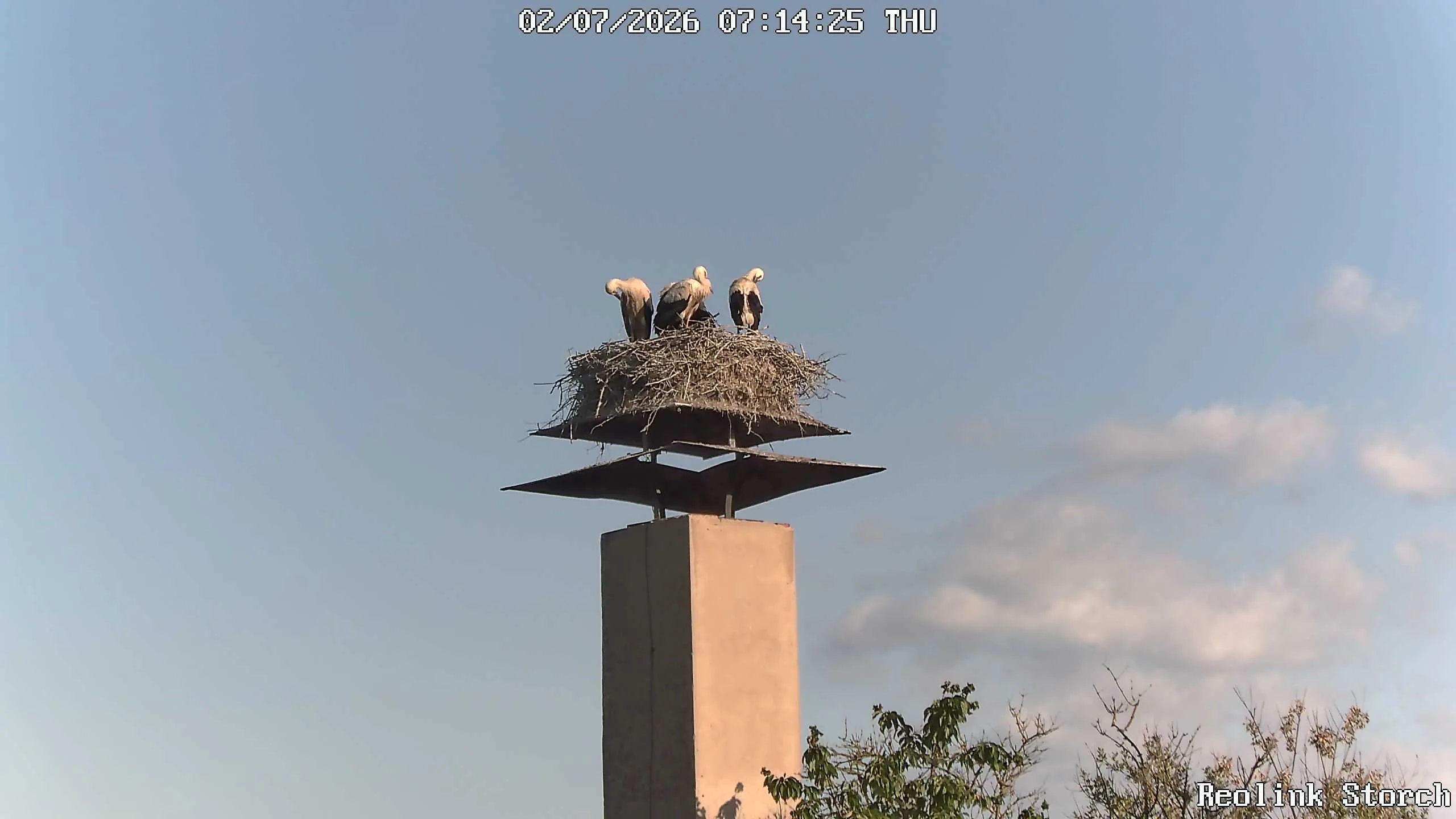Storchencam Bild