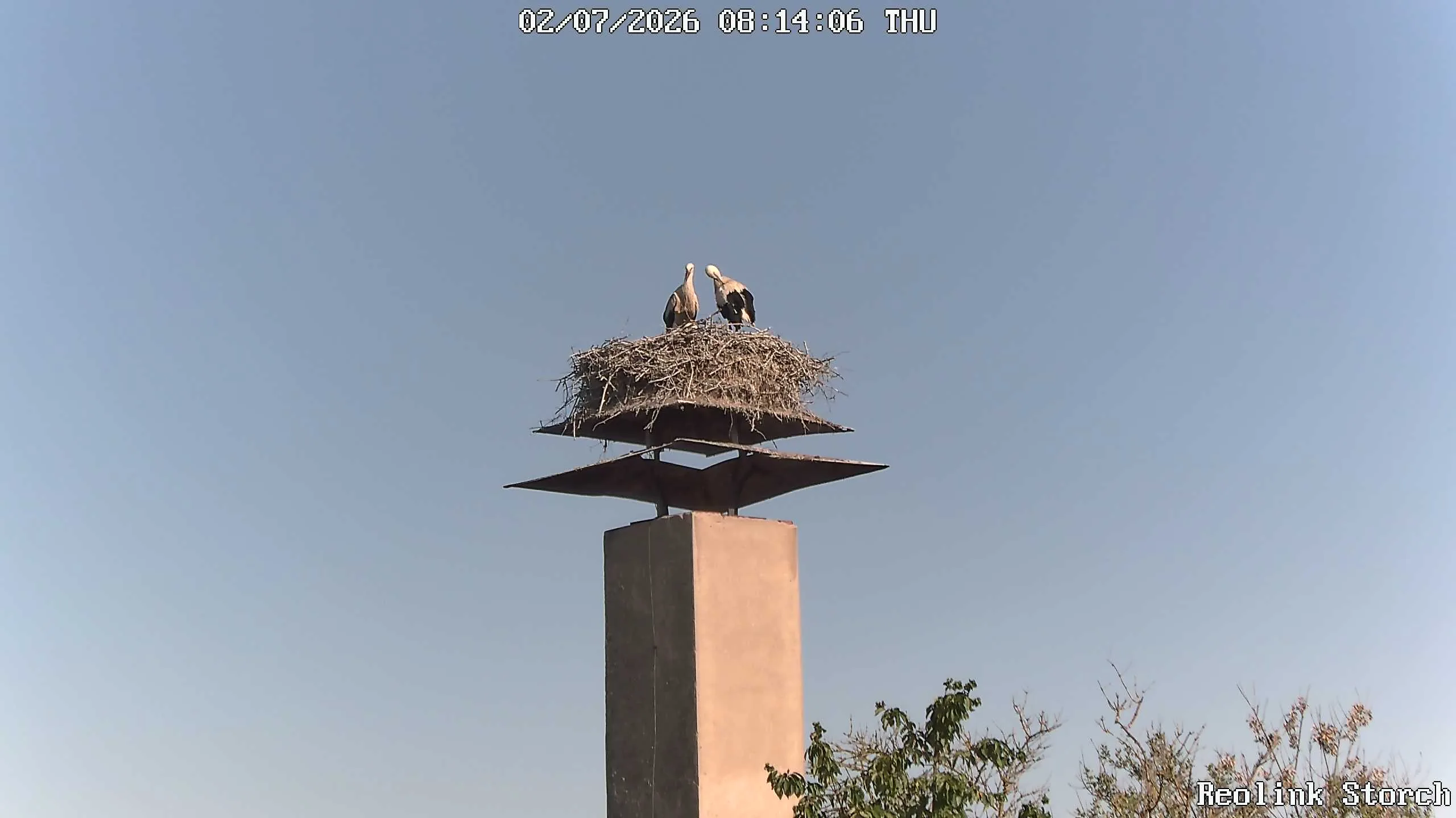 Storchencam Bild