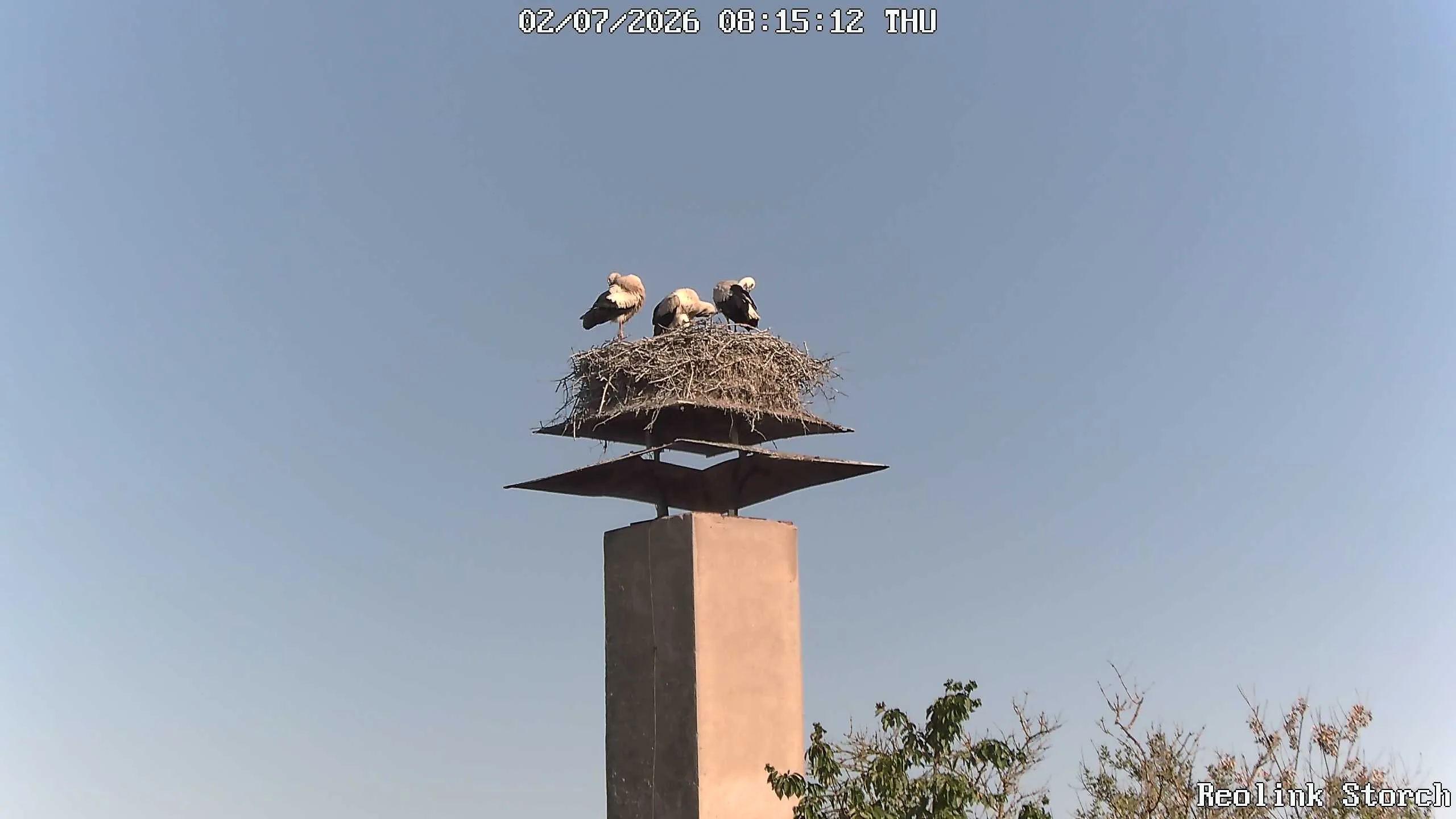 Storchencam Bild