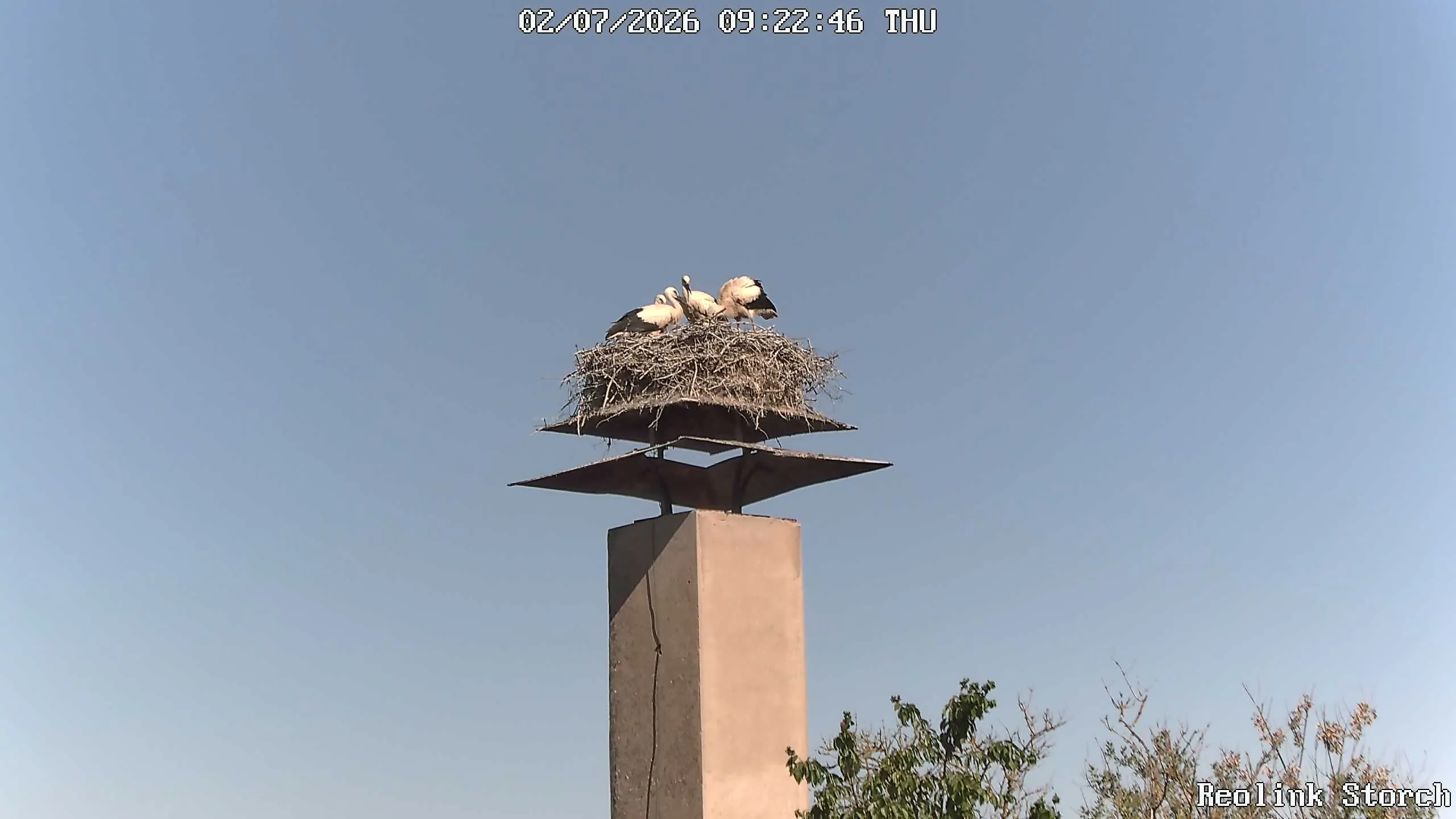 Storchencam Bild