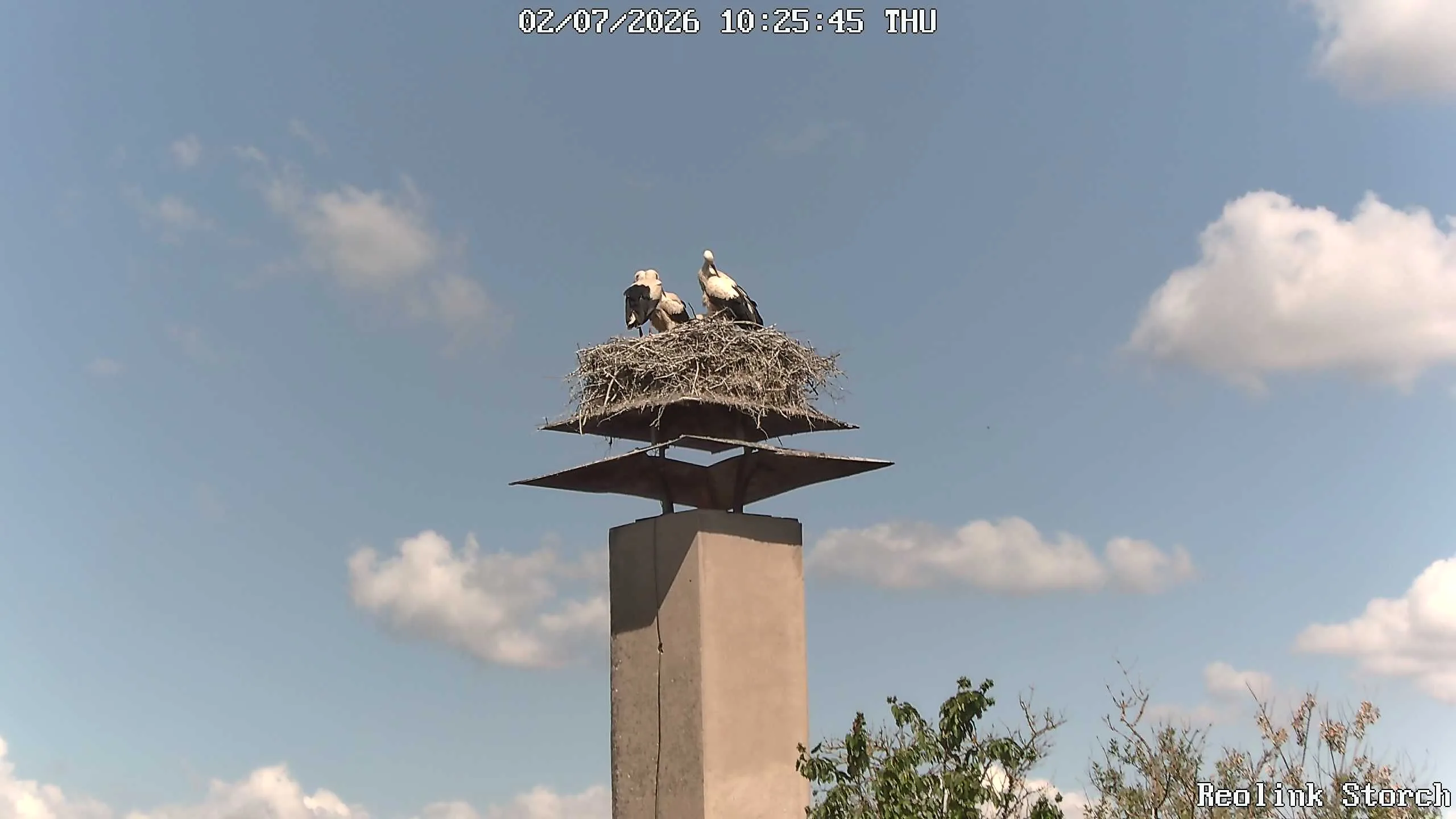 Storchencam Bild