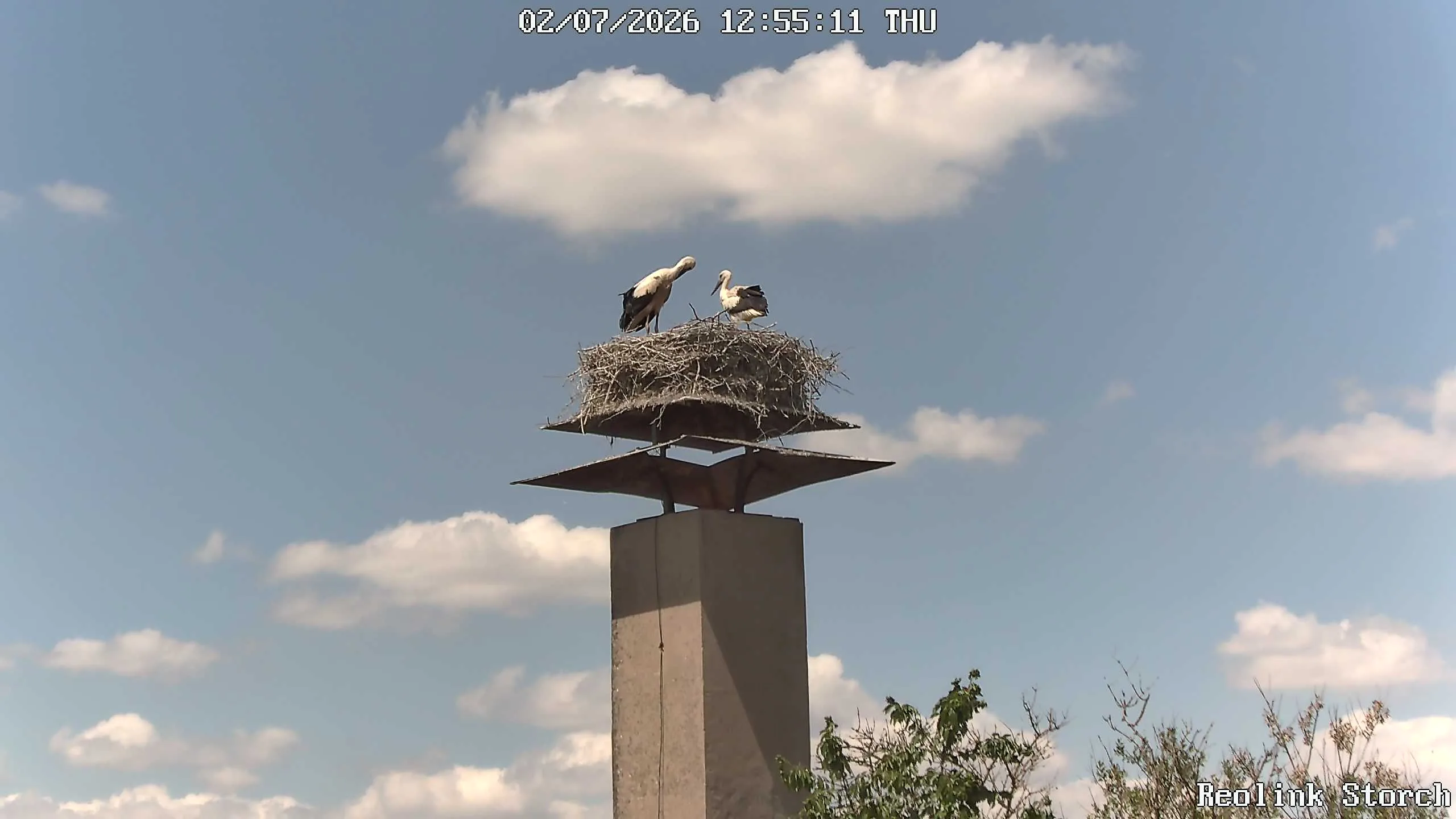 Storchencam Bild
