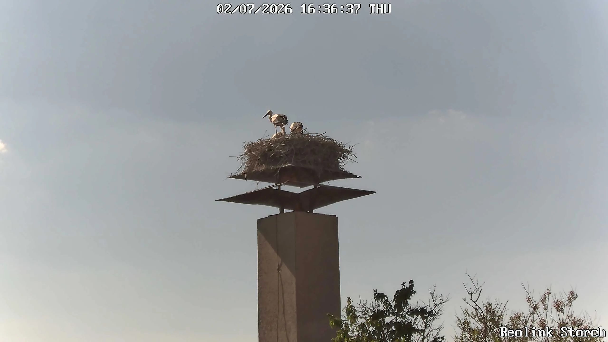 Storchencam Bild