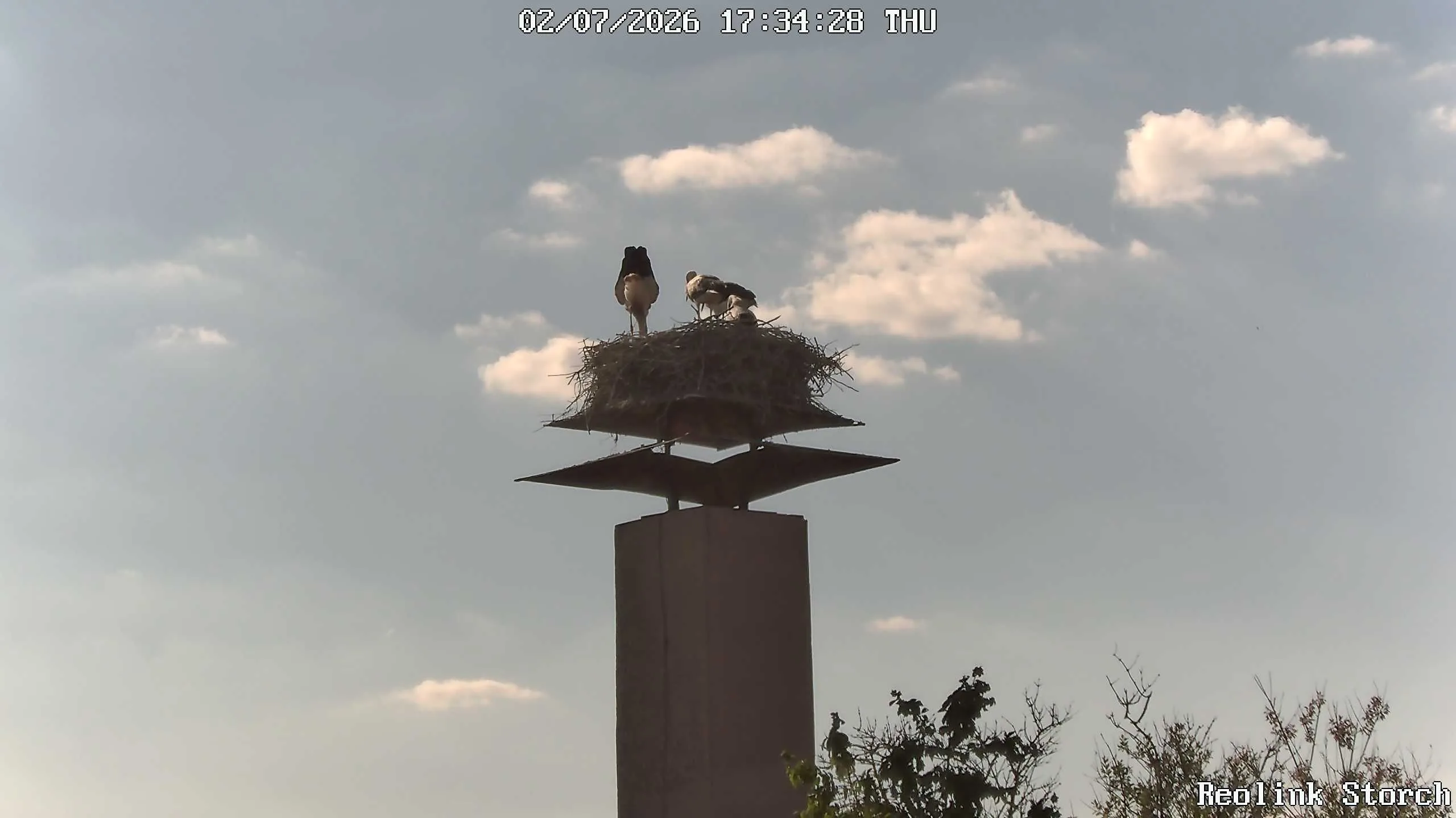 Storchencam Bild