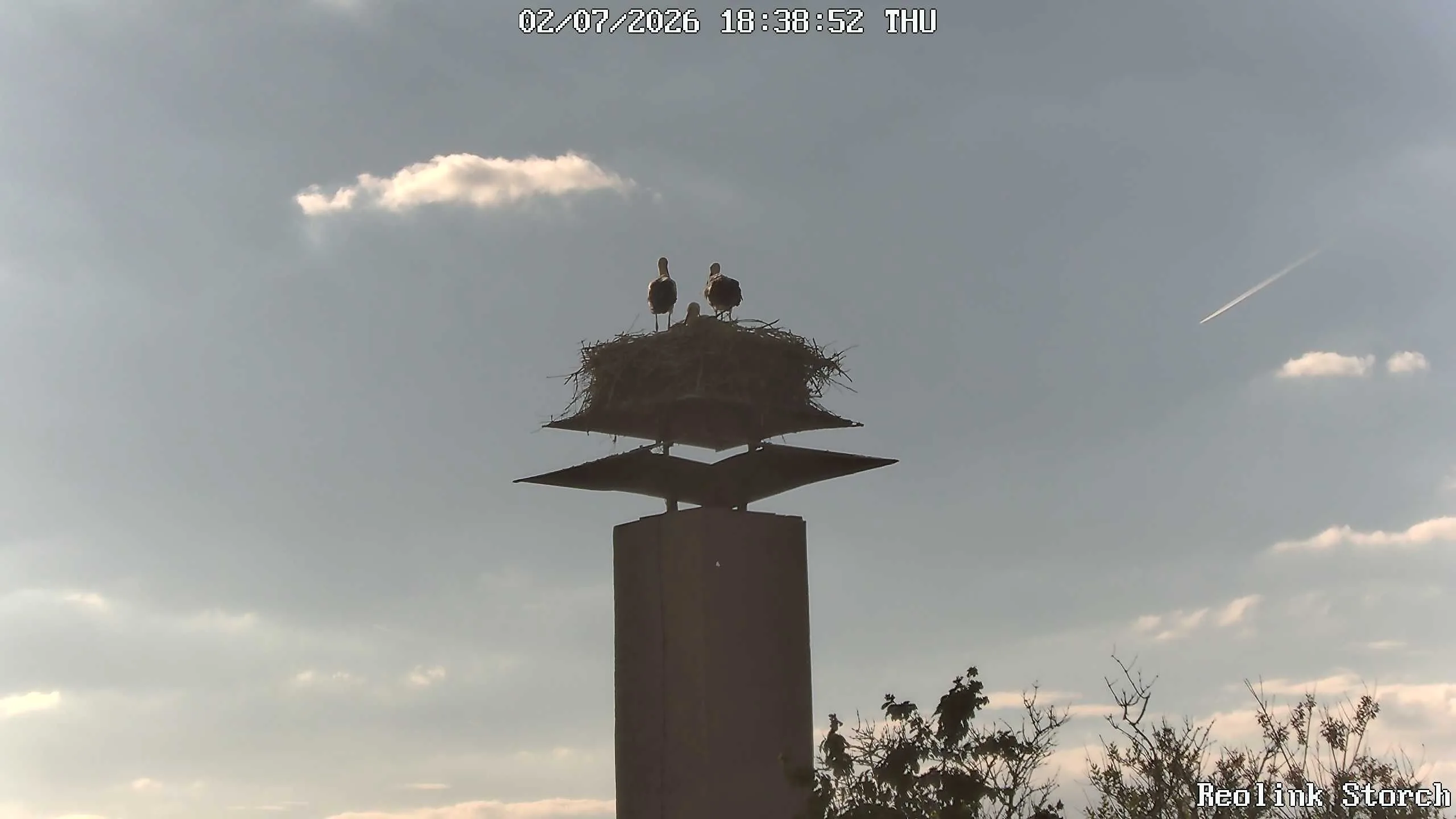 Storchencam Bild