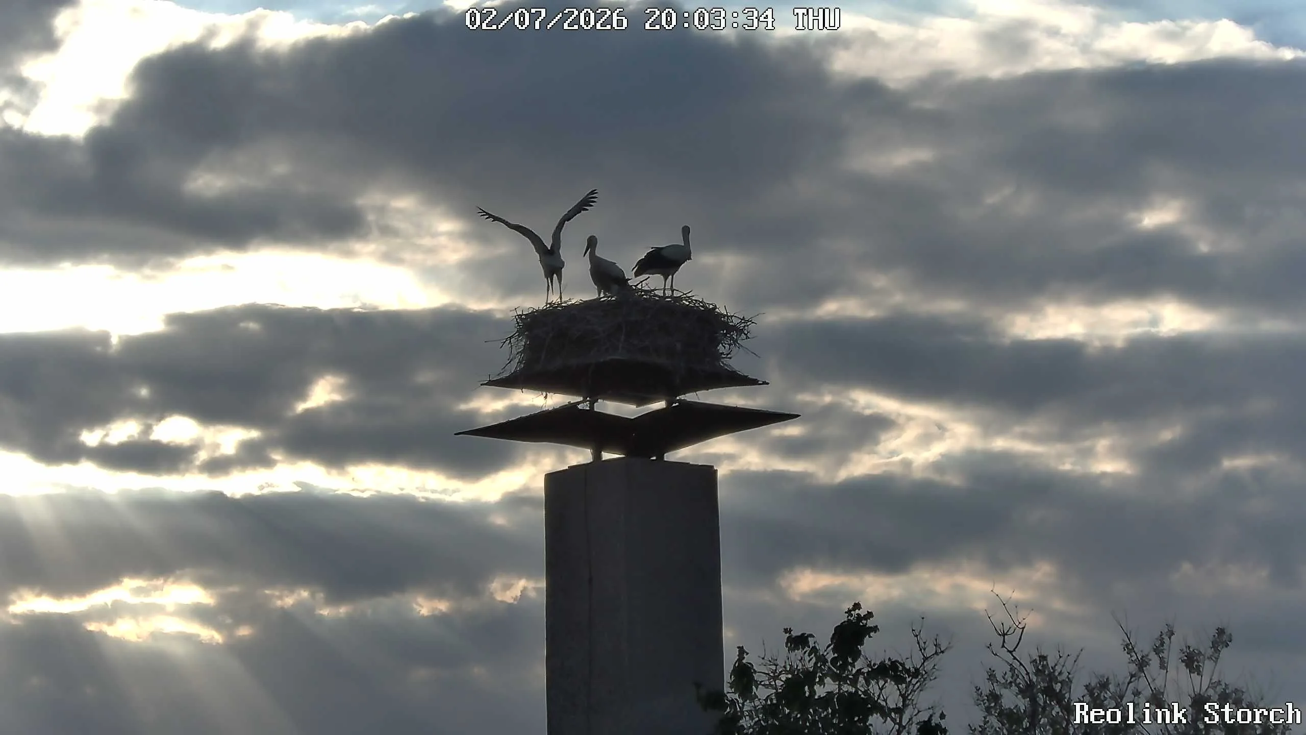 Storchencam Bild