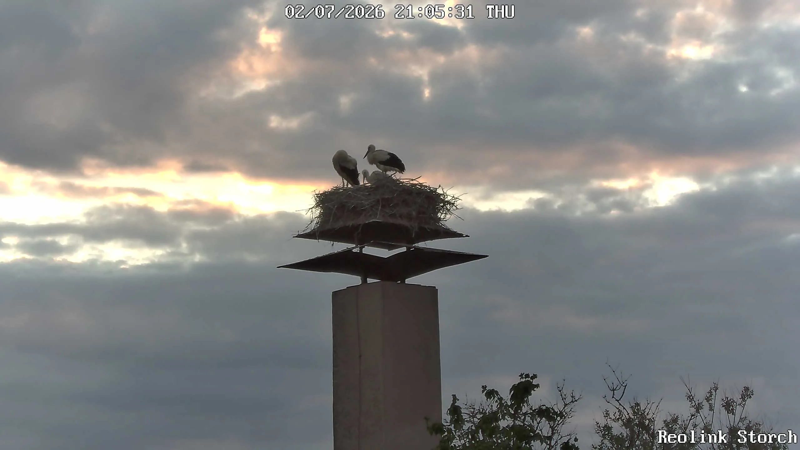 Storchencam Bild