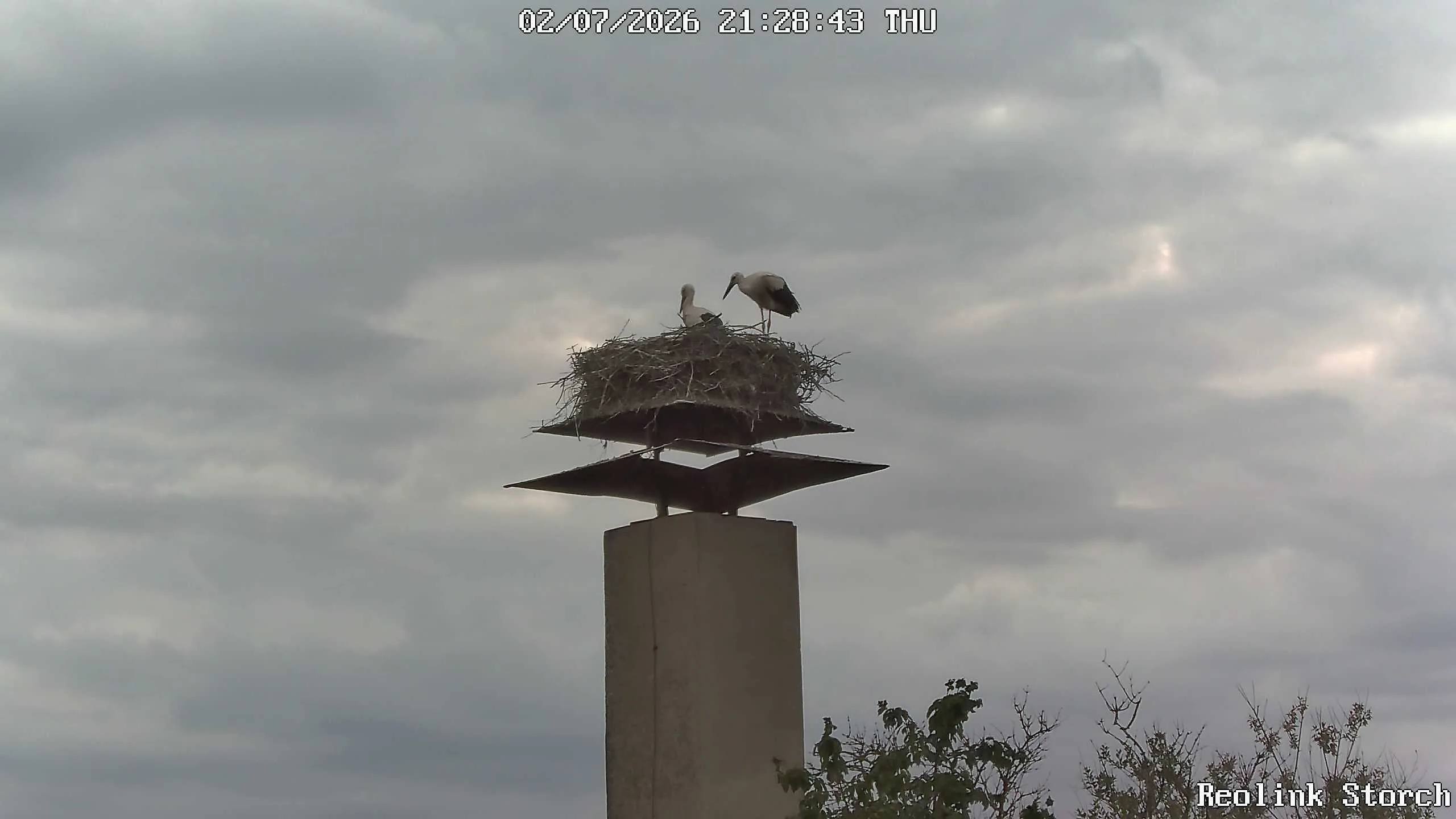 Storchencam Bild