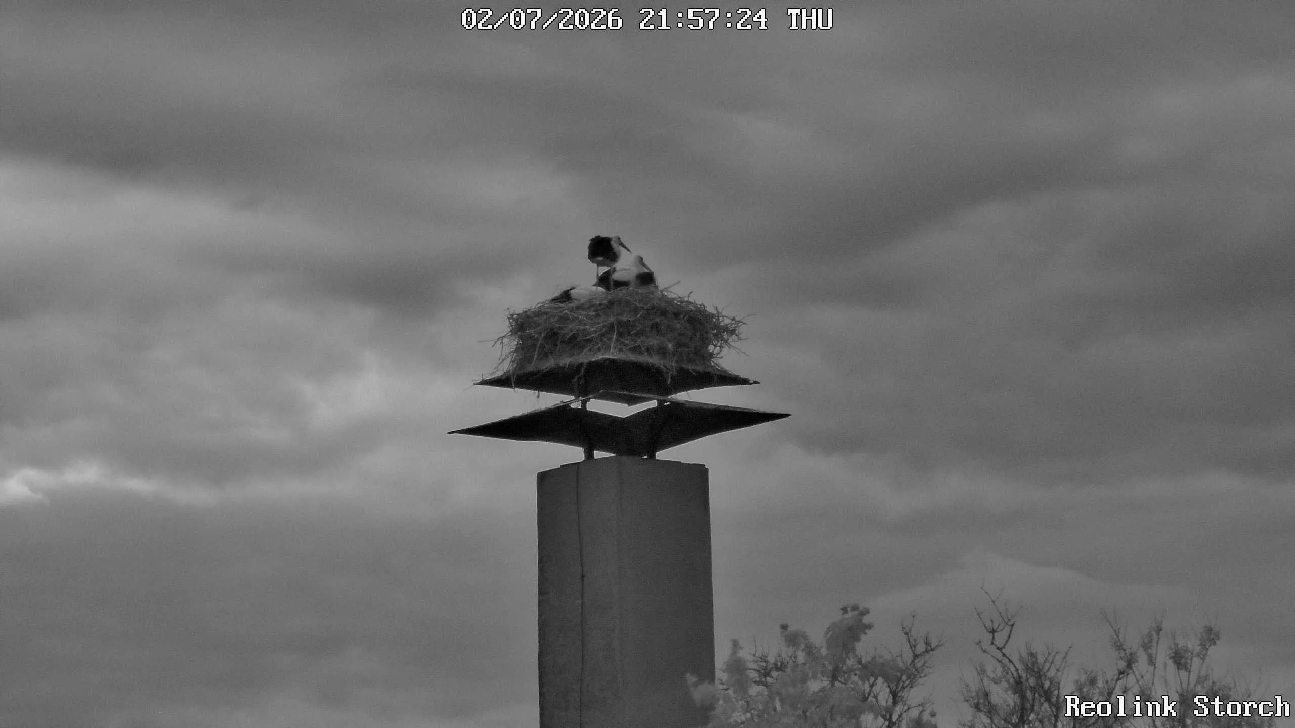 Storchencam Bild