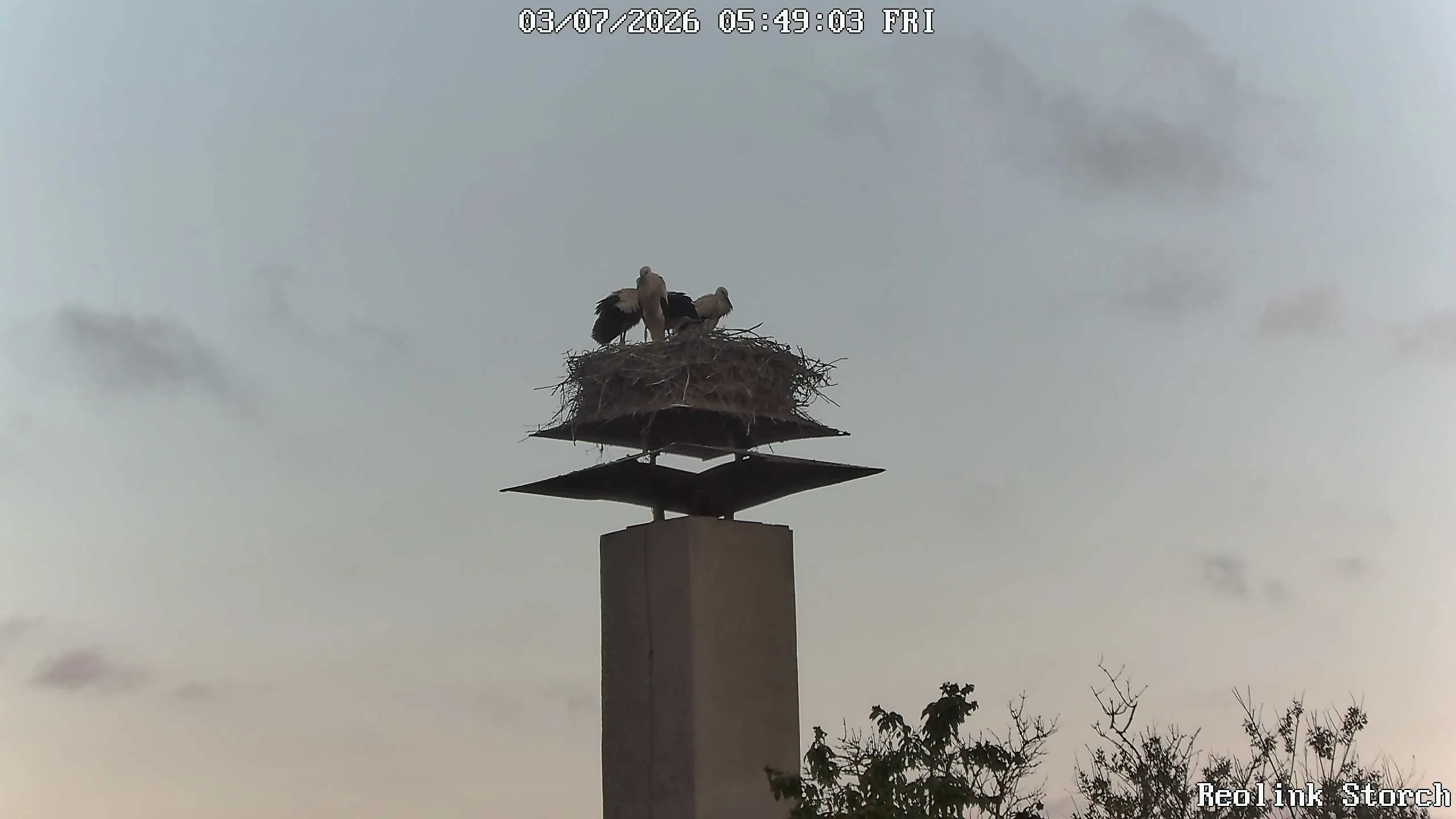 Storchencam Bild