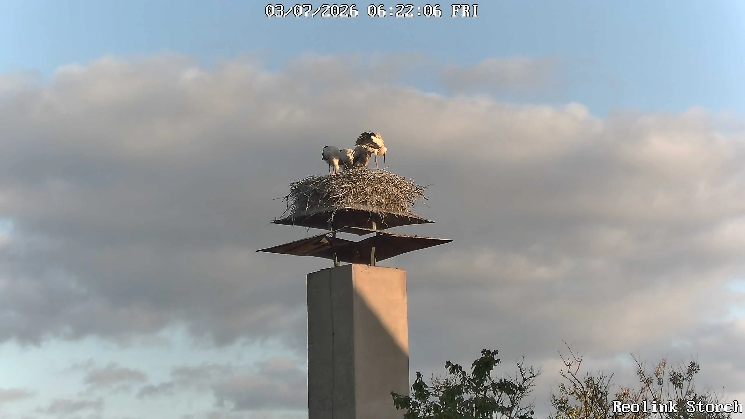 Storchencam Bild