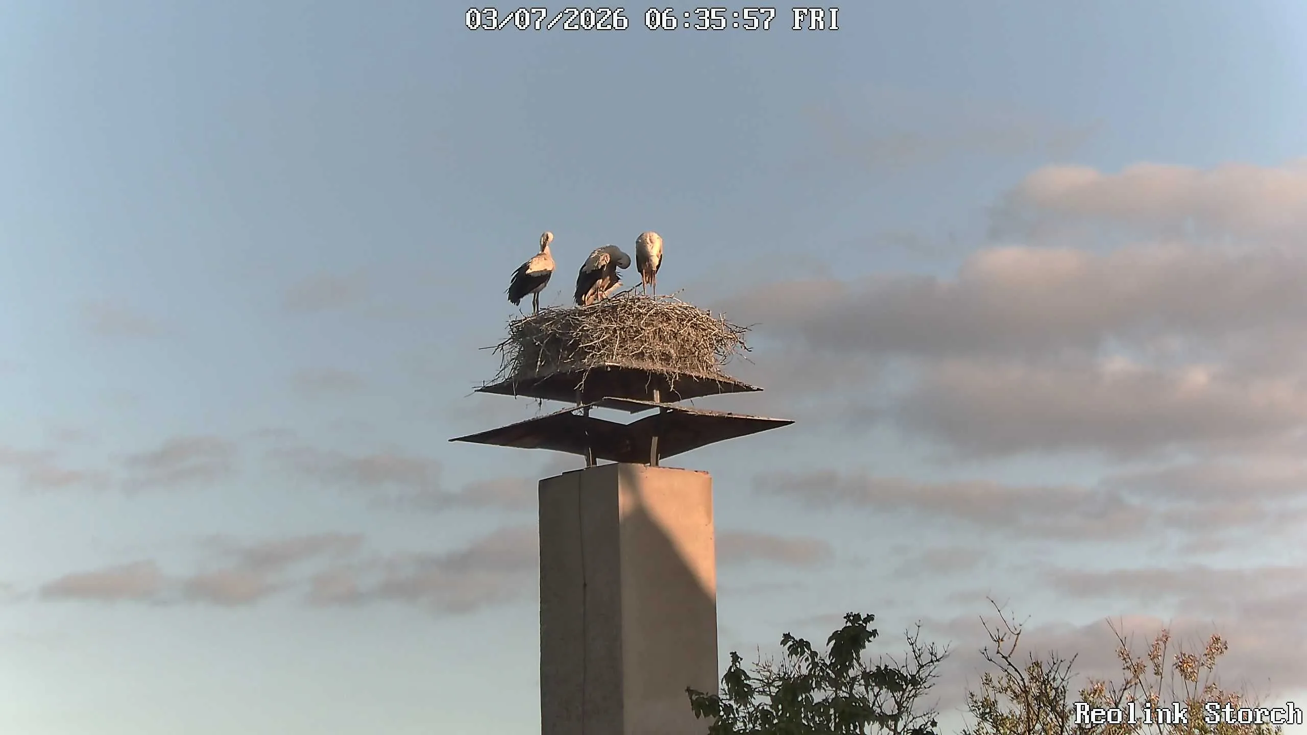 Storchencam Bild