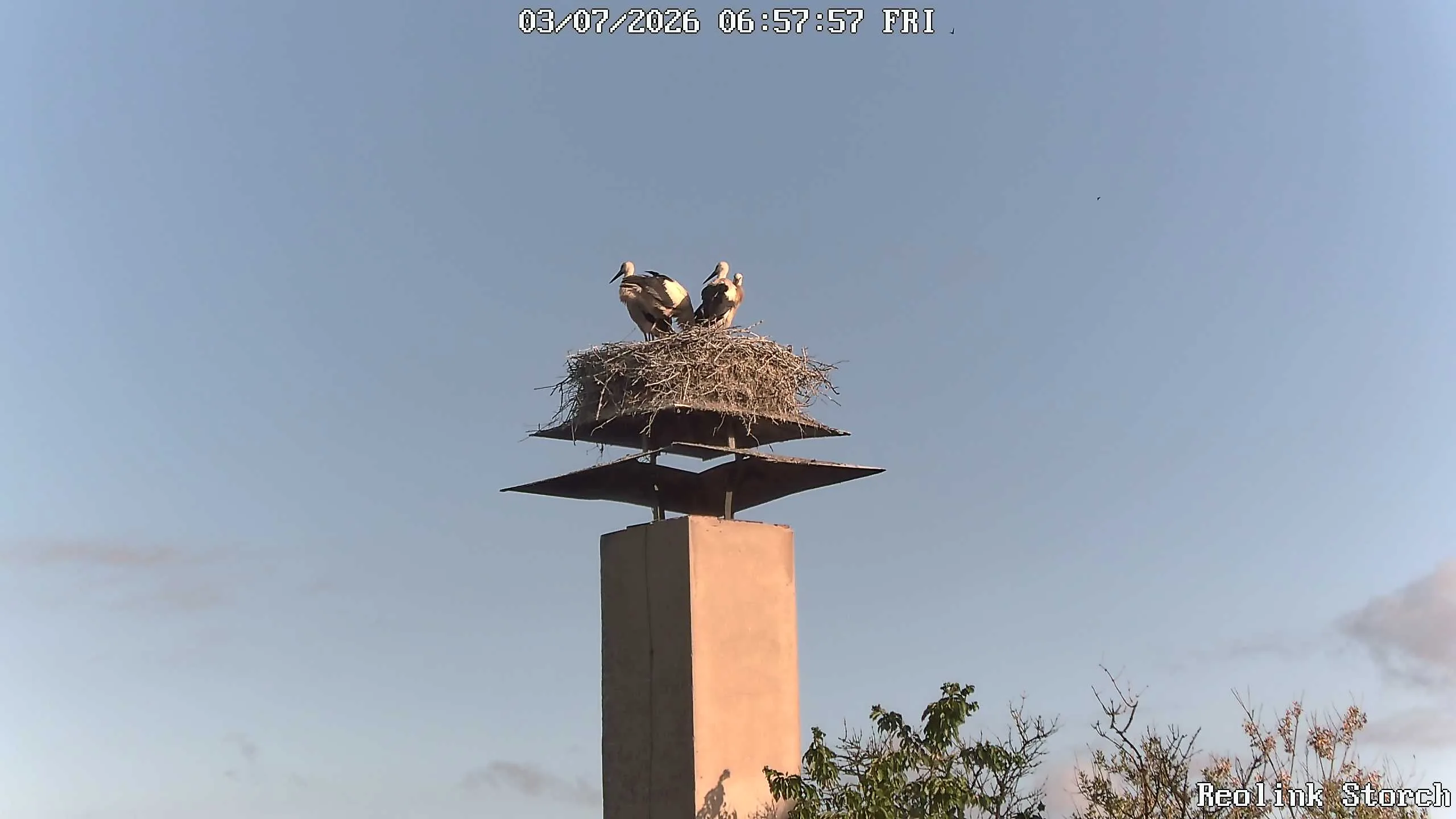 Storchencam Bild
