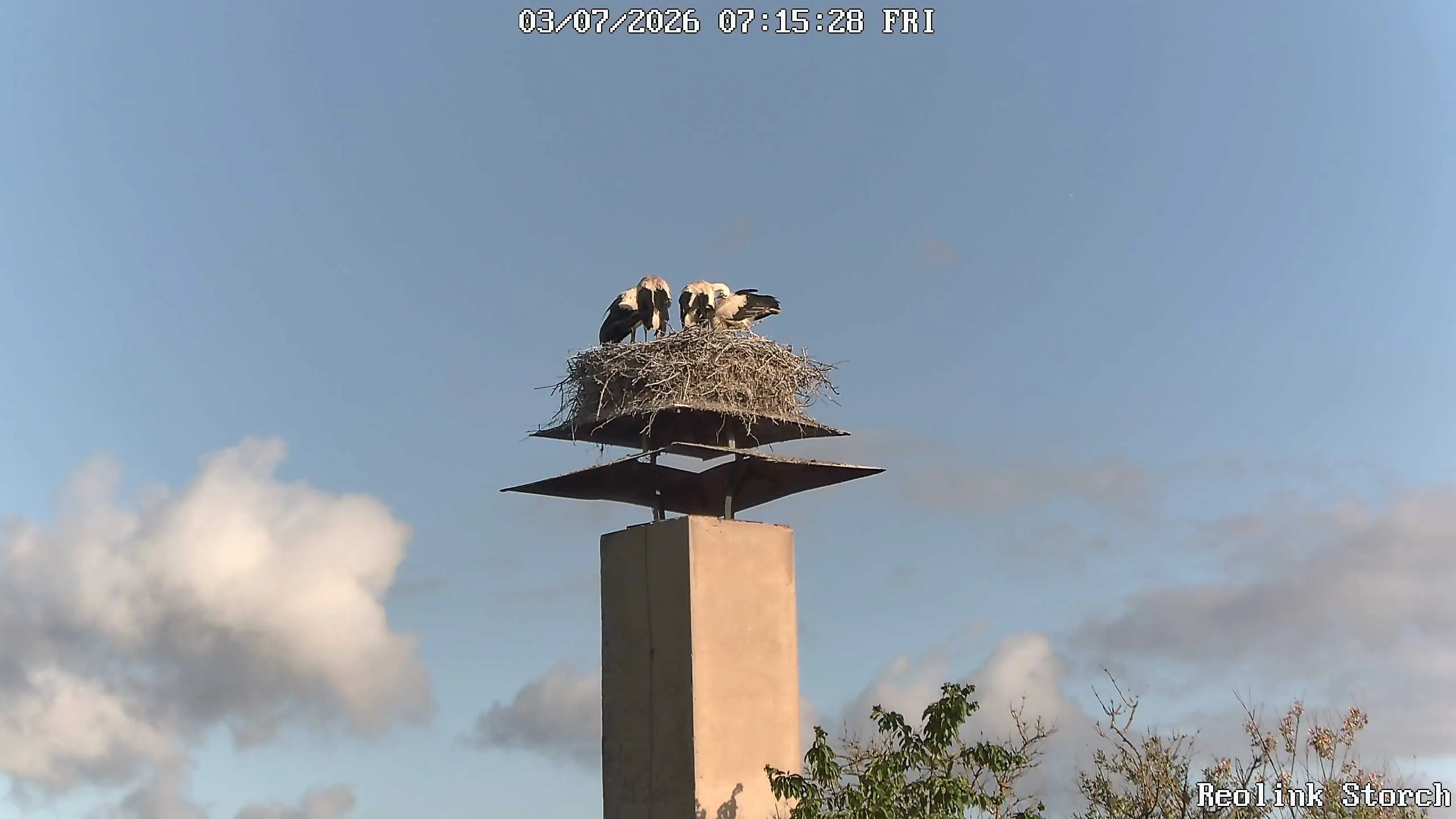 Storchencam Bild