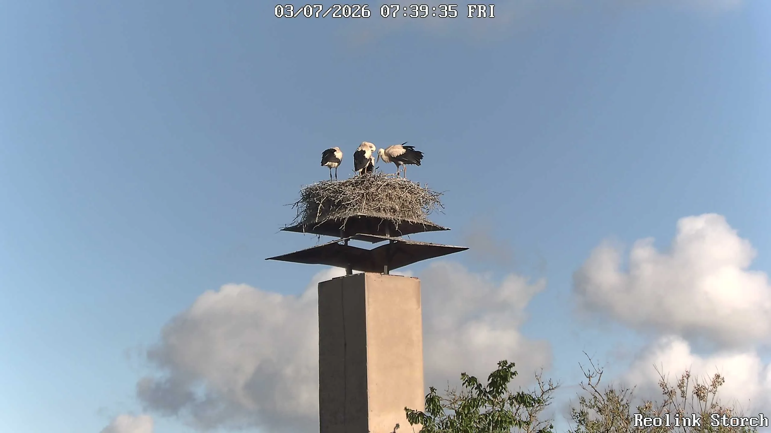 Storchencam Bild