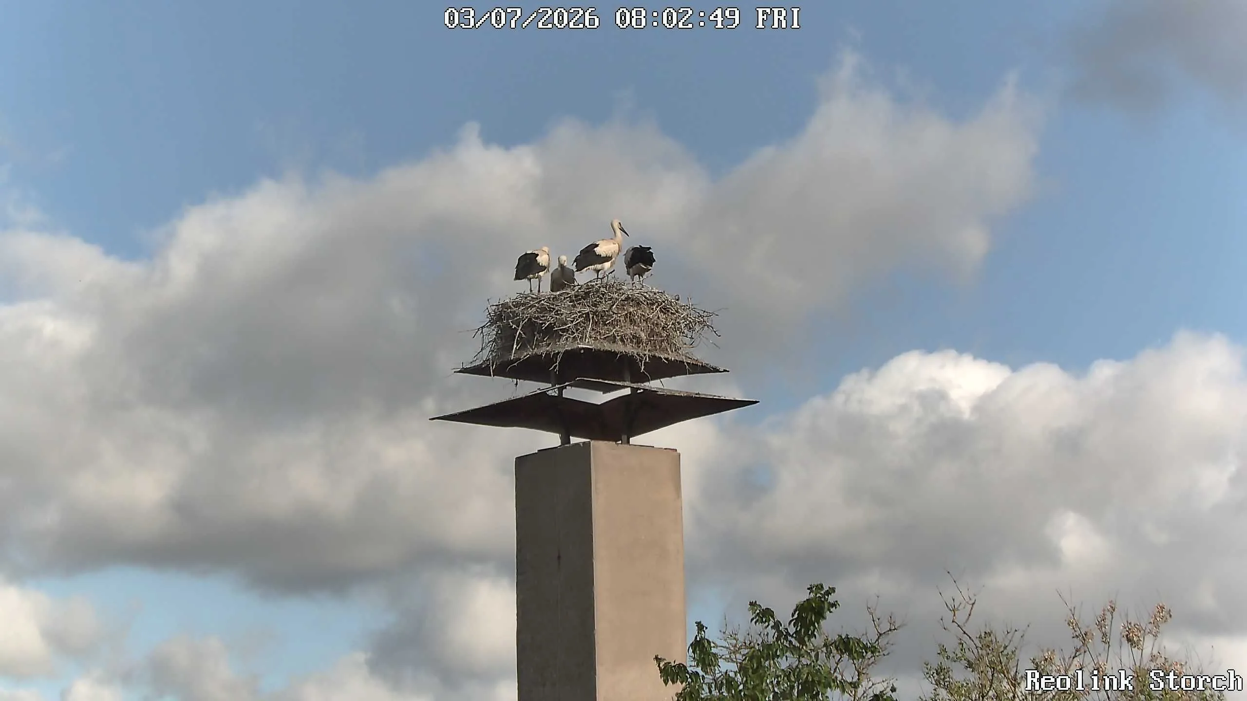 Storchencam Bild