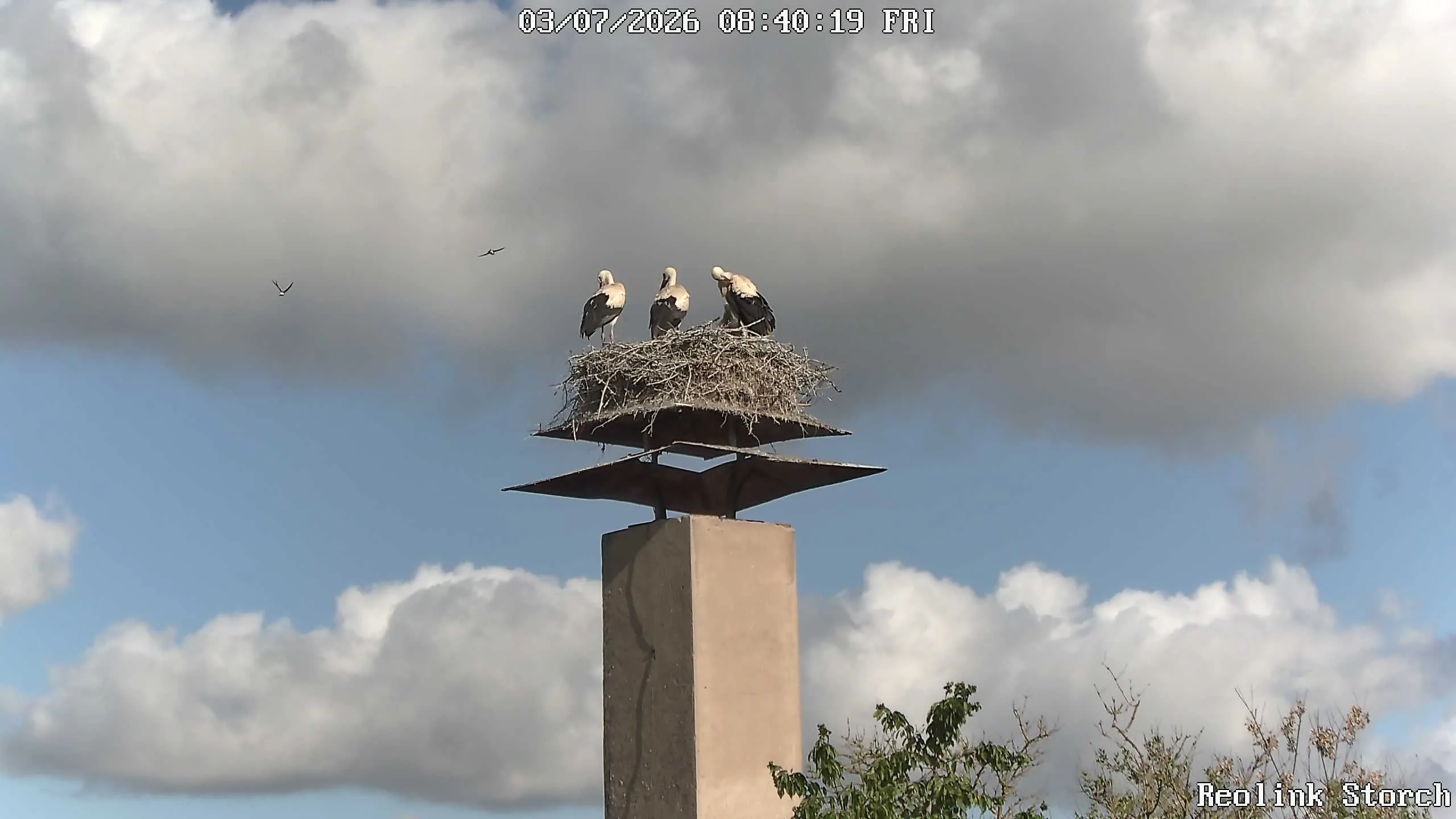 Storchencam Bild
