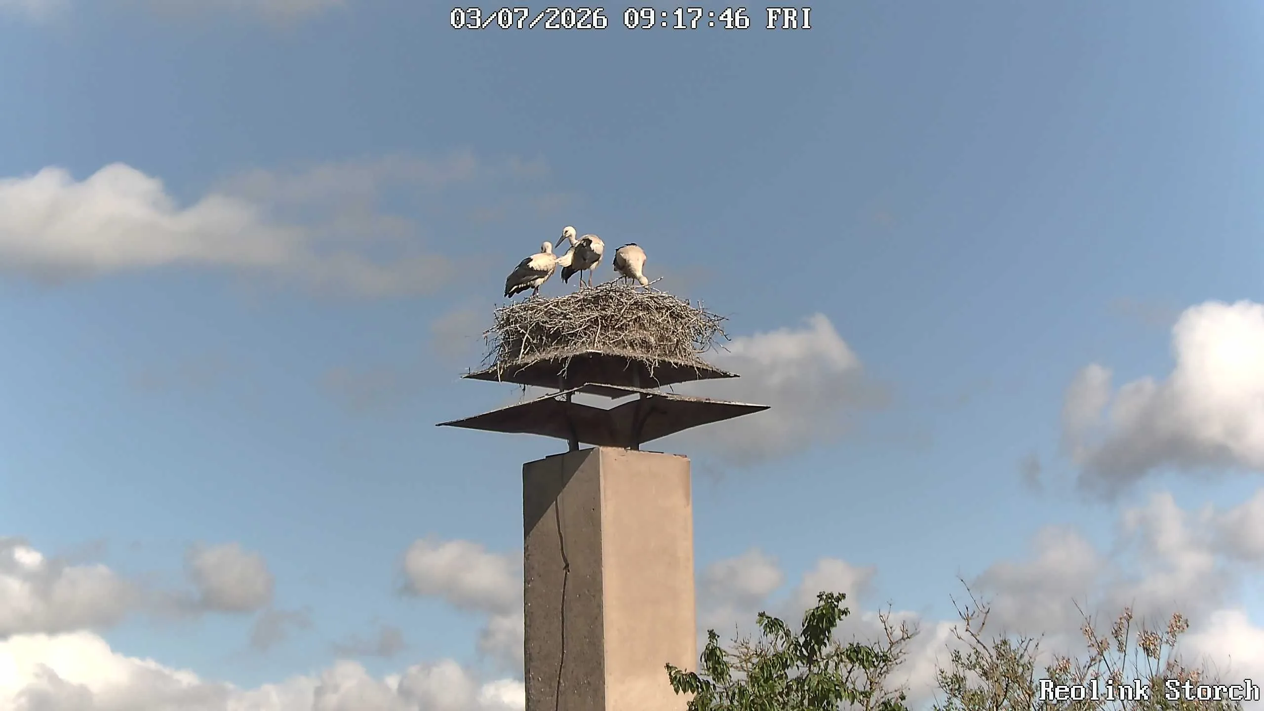 Storchencam Bild