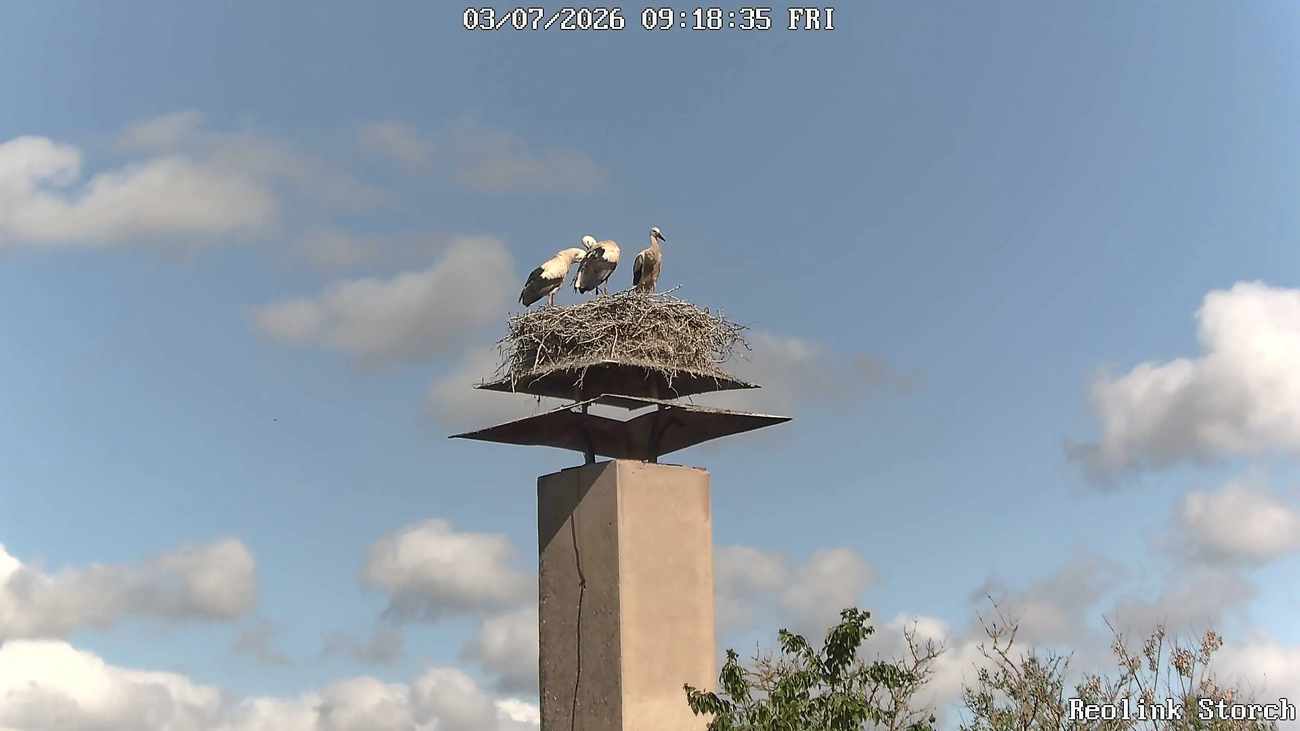 Storchencam Bild