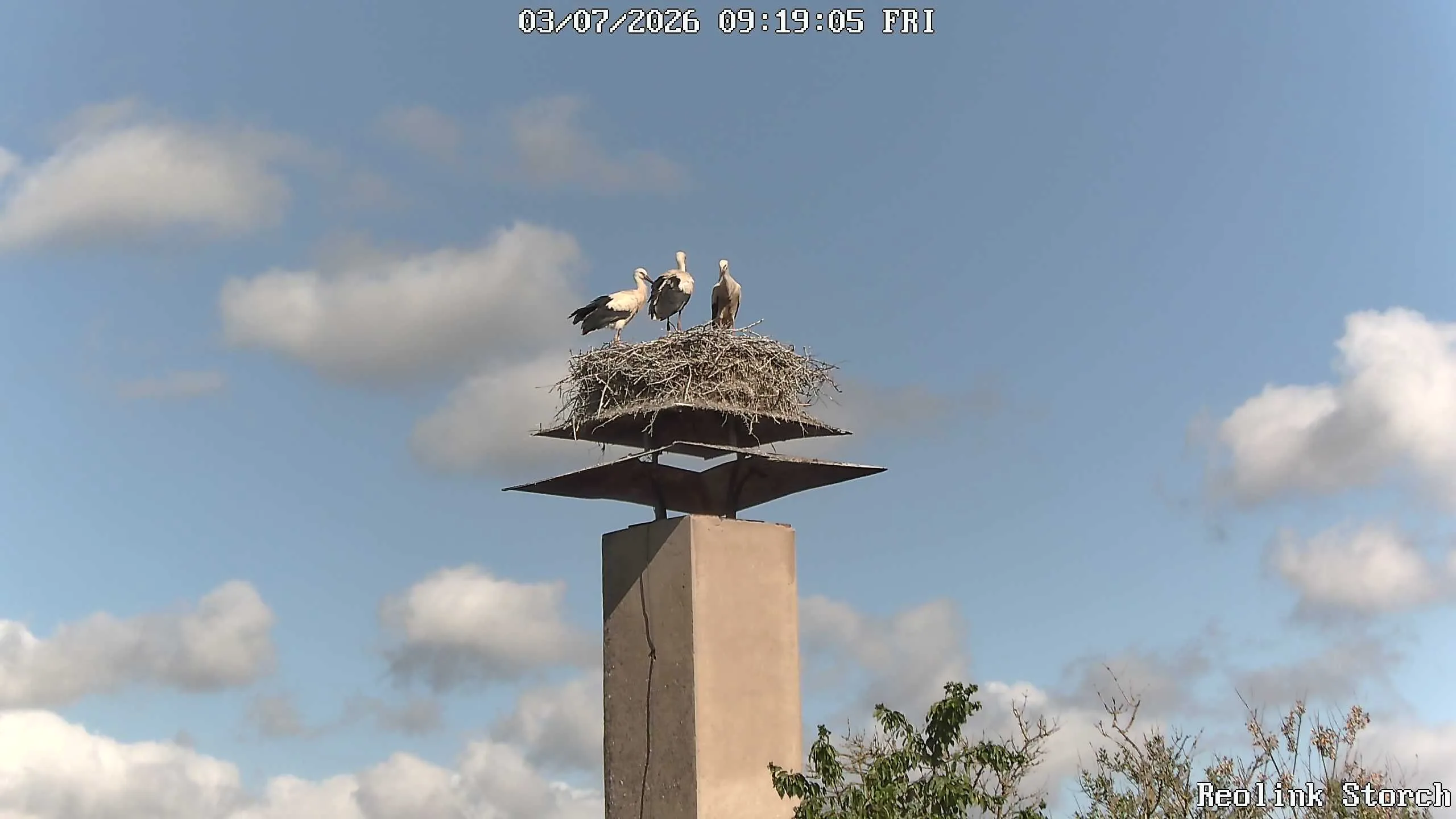 Storchencam Bild