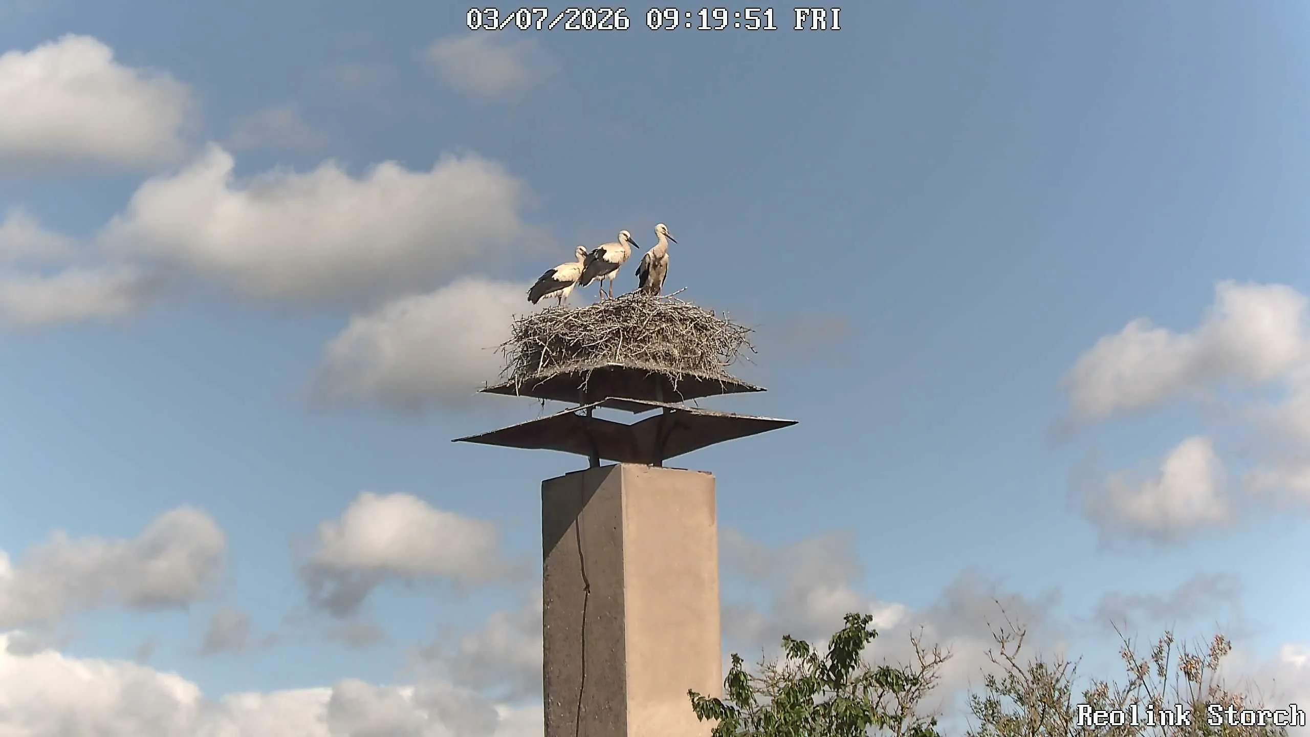 Storchencam Bild