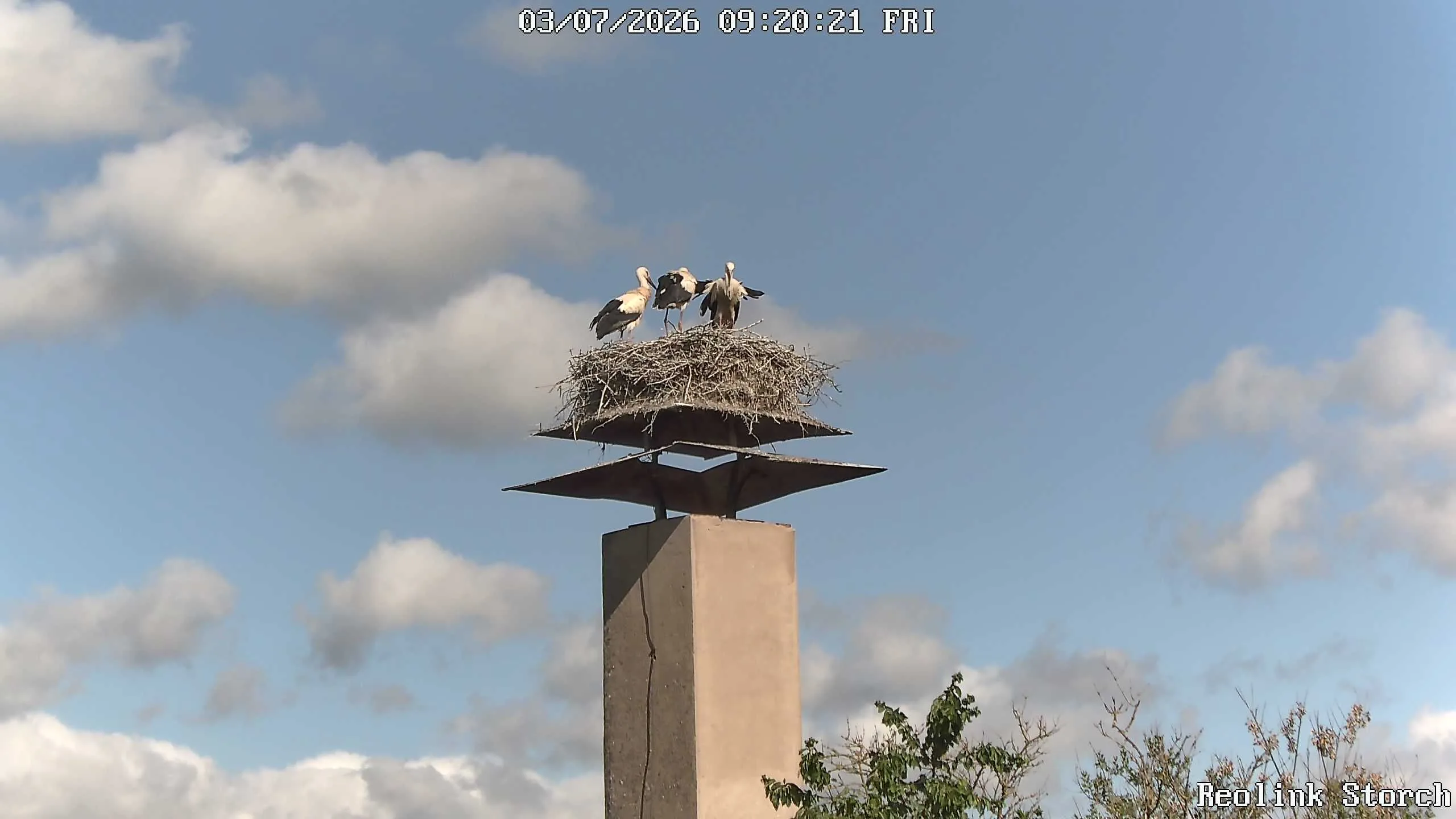 Storchencam Bild
