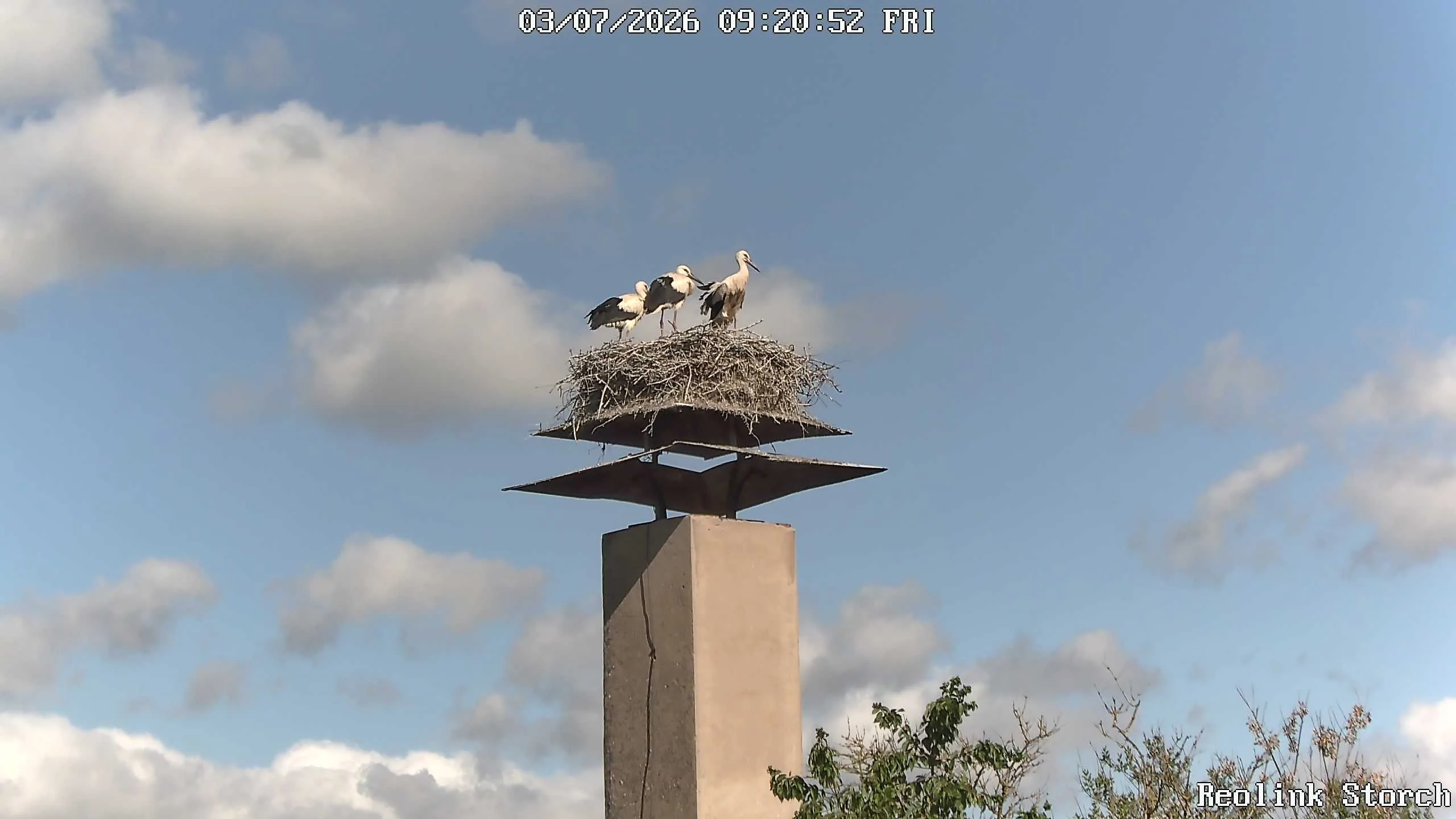Storchencam Bild