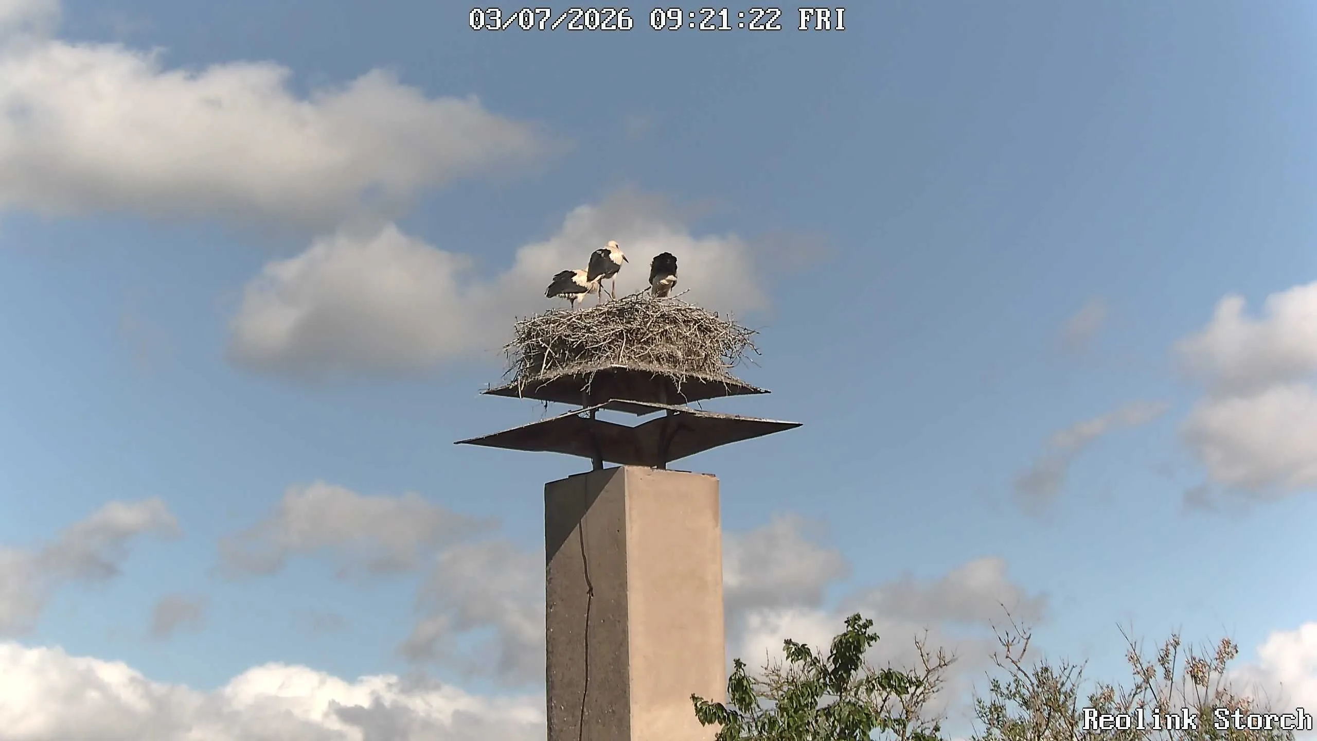 Storchencam Bild