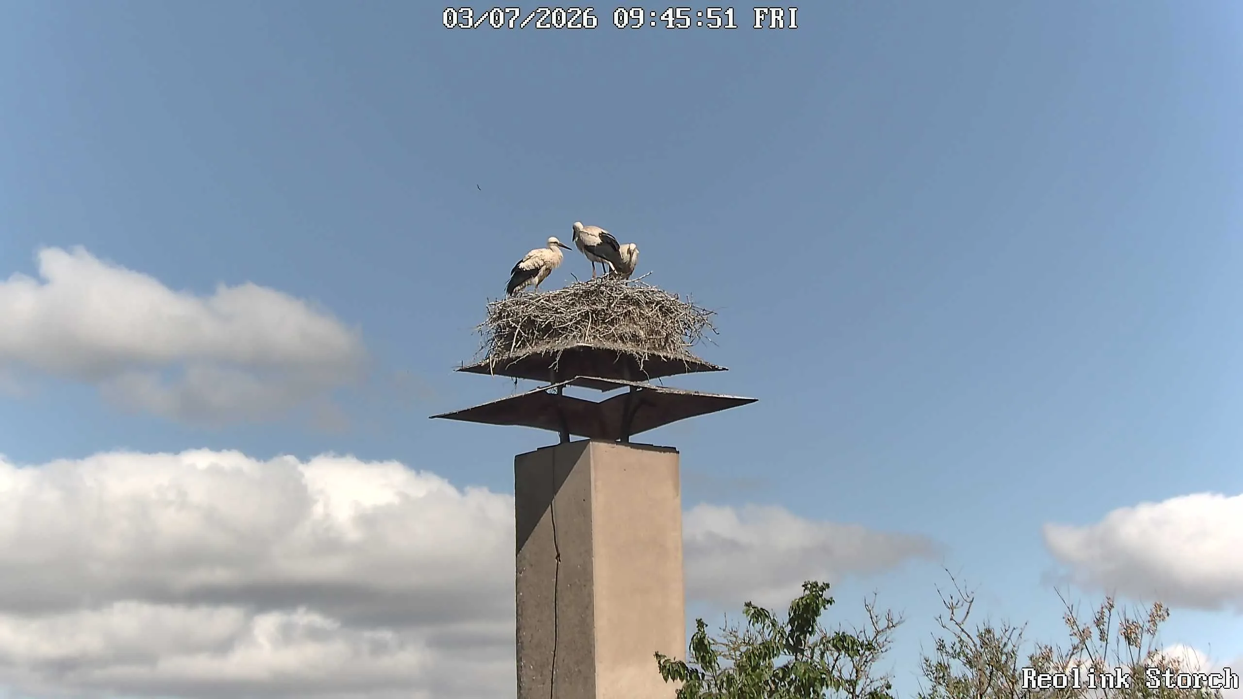 Storchencam Bild