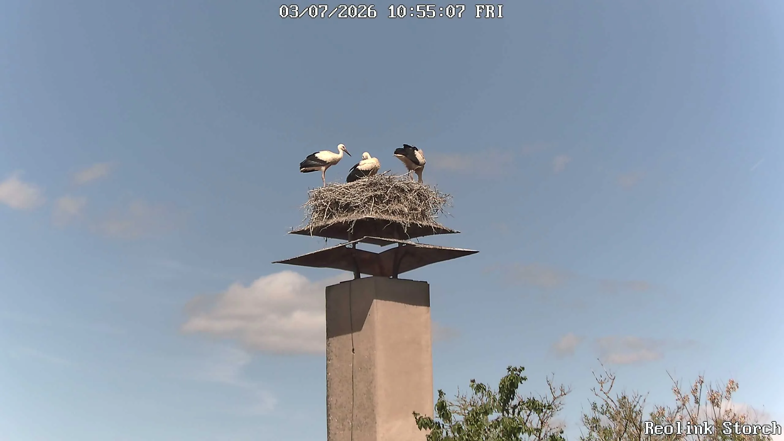 Storchencam Bild