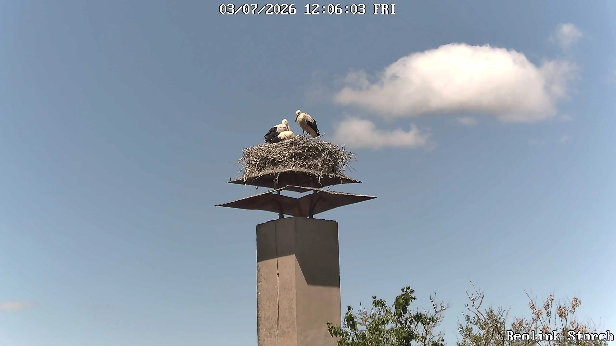 Storchencam Bild