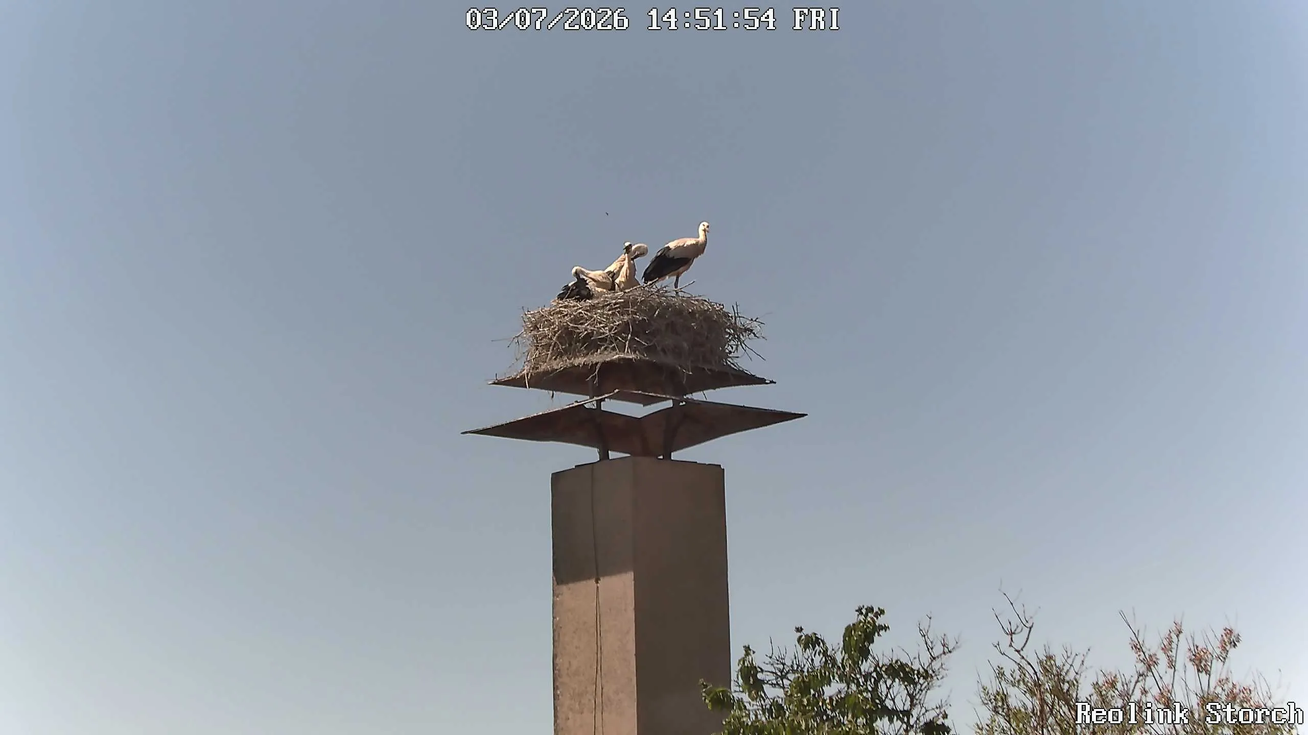 Storchencam Bild