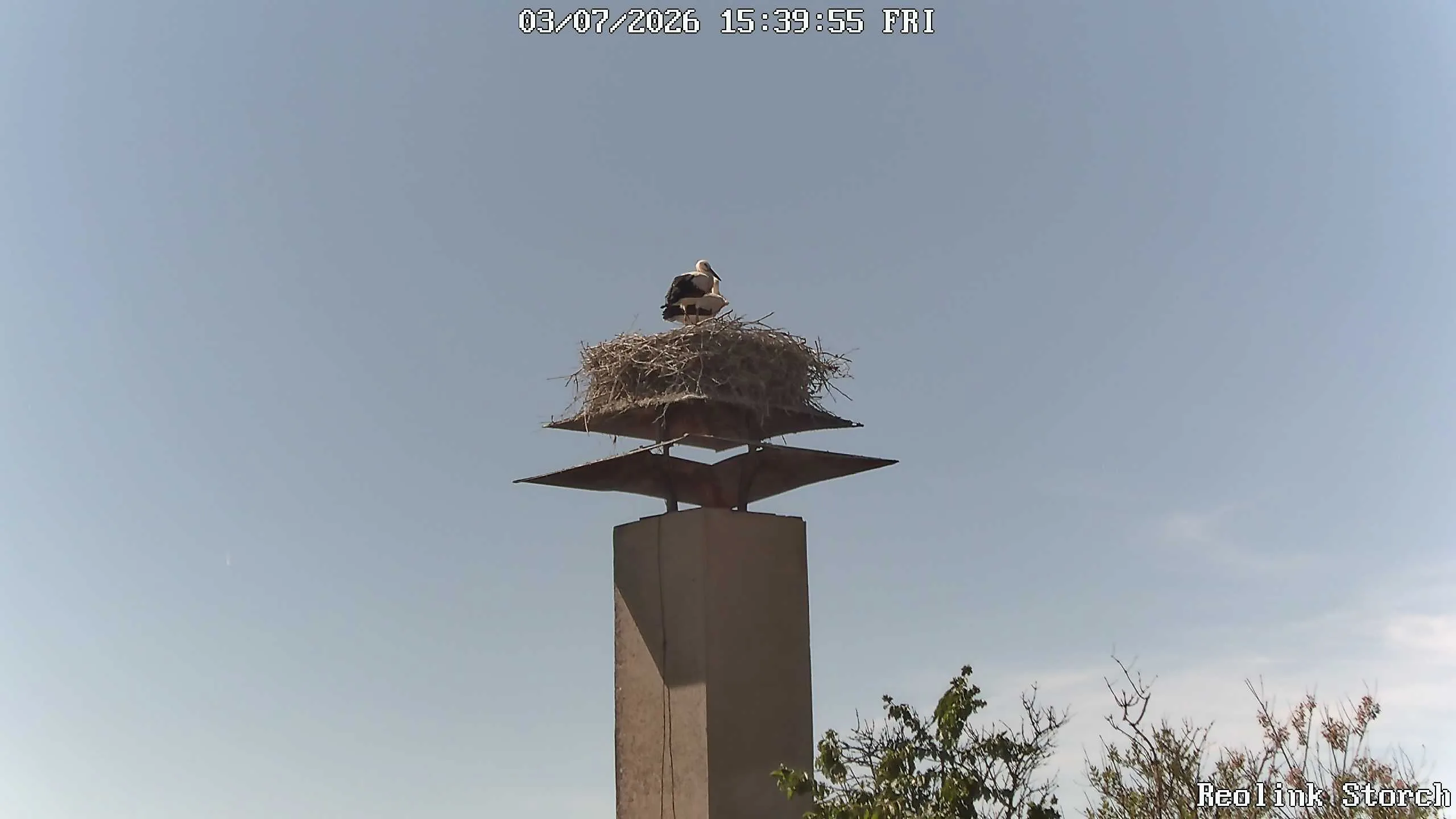 Storchencam Bild