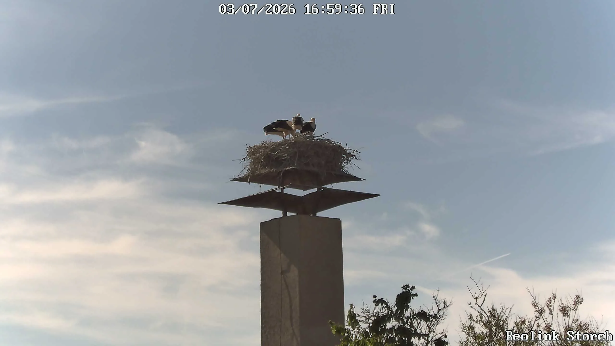 Storchencam Bild